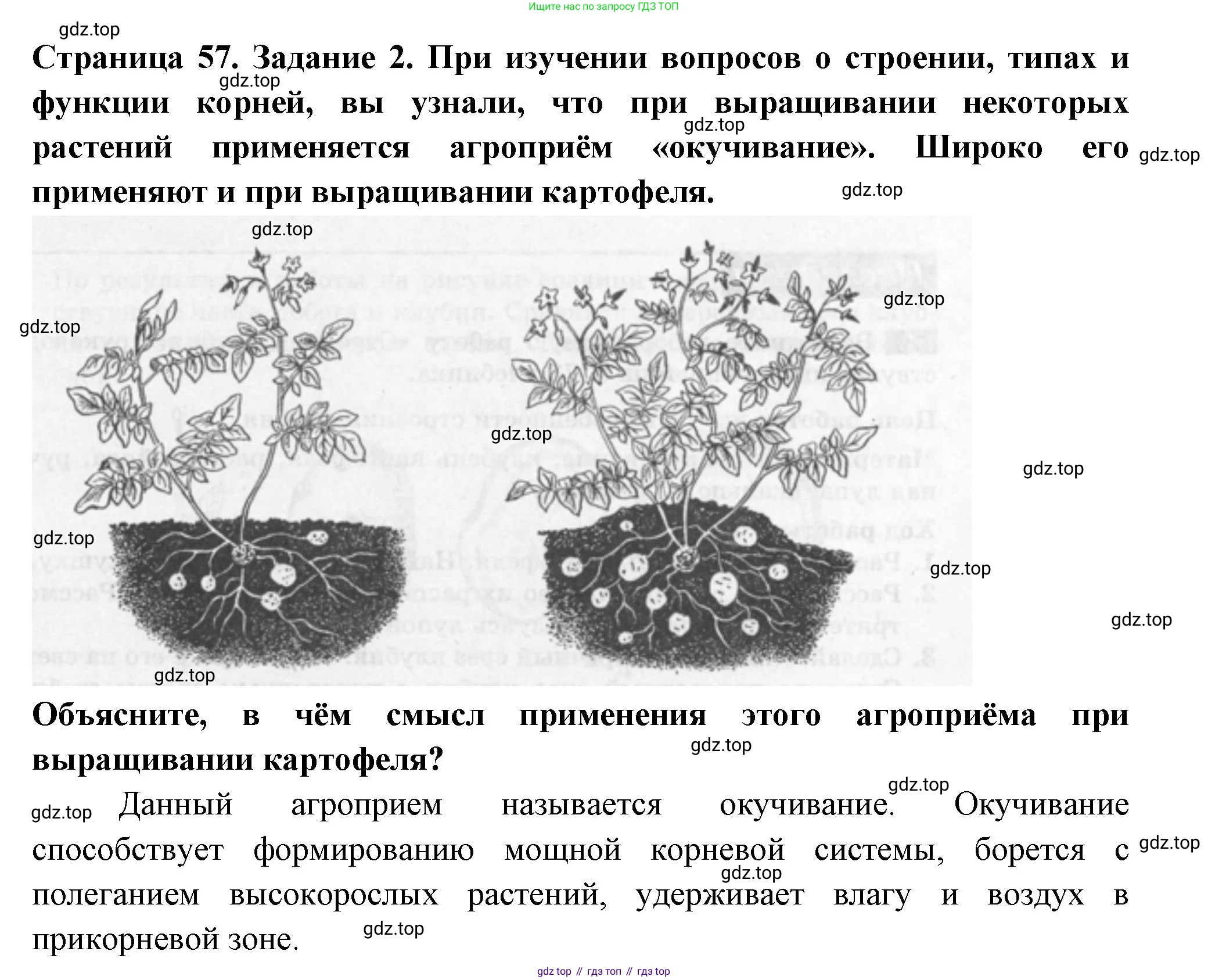ГДЗ Биология, 6 класс рабочая тетрадь, авторы: Пасечник Владимир Васильевич, Суматохин Сергей Витальевич, Швецов Глеб Геннадьевич, Гапонюк Зоя Георгиевна, Косарькова Марина Викторовна, издательство Просвещение, Москва, 2023, белого цвета, страница 57, номер 2, Решение
