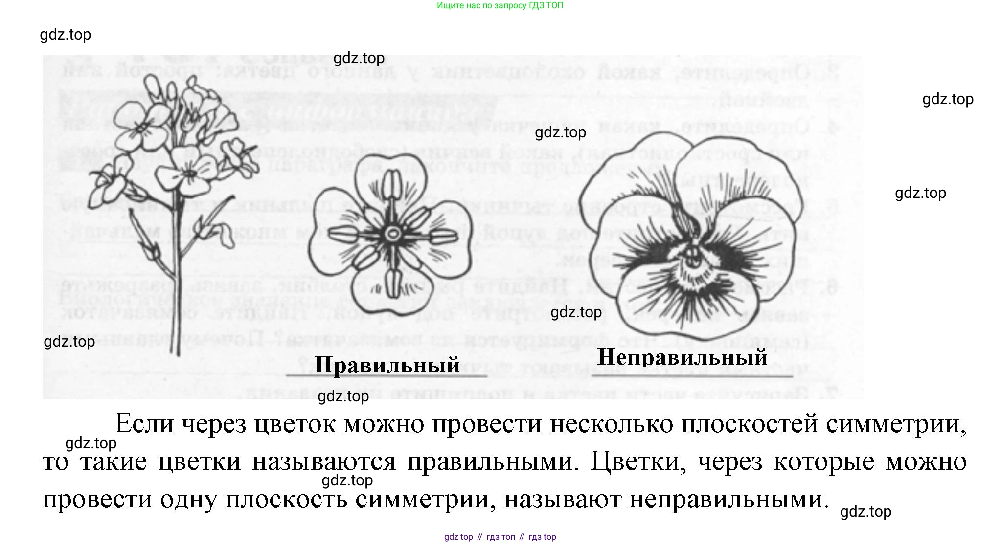 ГДЗ Биология, 6 класс рабочая тетрадь, авторы: Пасечник Владимир Васильевич, Суматохин Сергей Витальевич, Швецов Глеб Геннадьевич, Гапонюк Зоя Георгиевна, Косарькова Марина Викторовна, издательство Просвещение, Москва, 2023, белого цвета, страница 63, номер 4, Решение (продолжение 2)