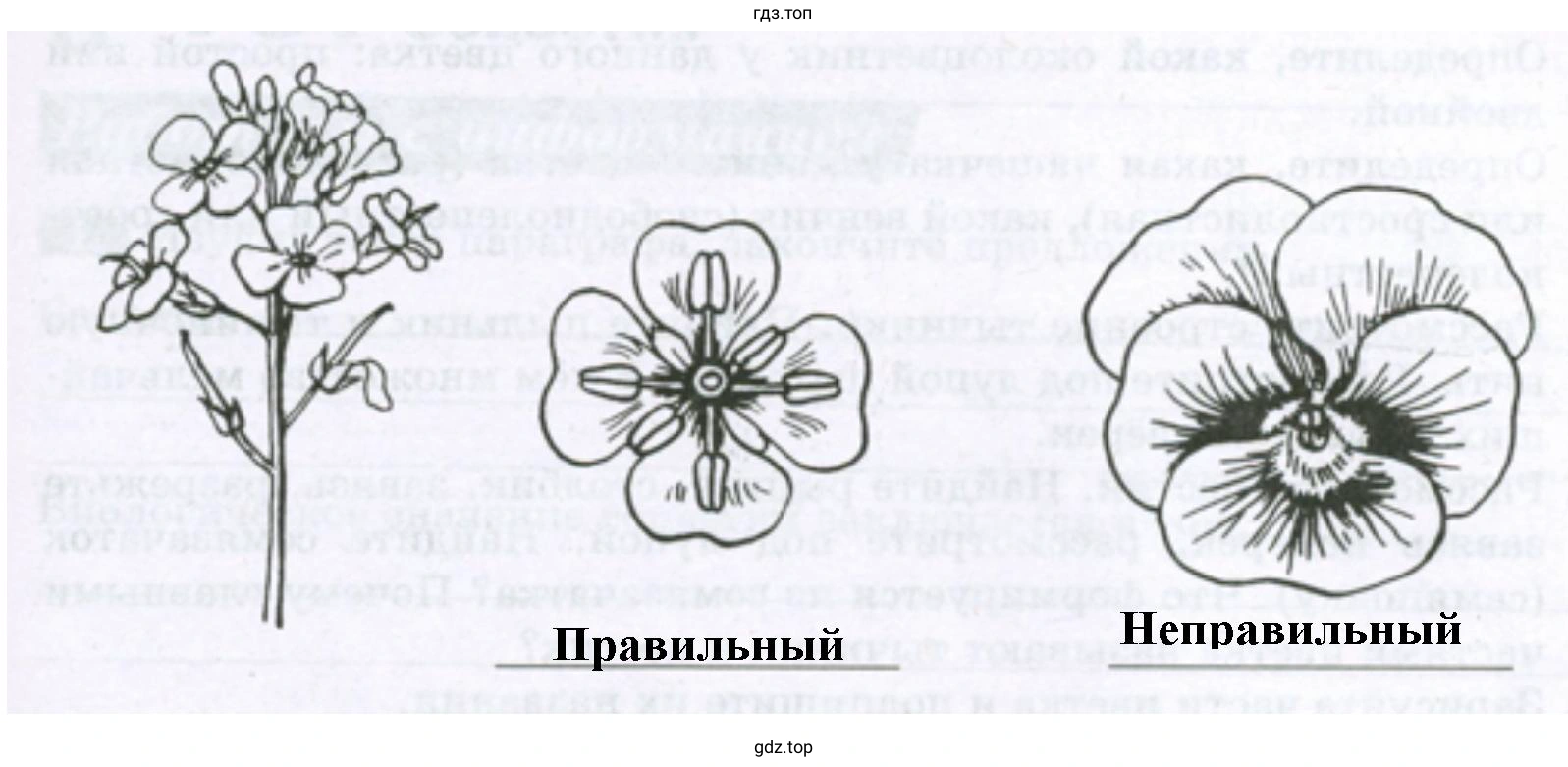 Сравните изображённые на рисунке цветки капусты и виолы