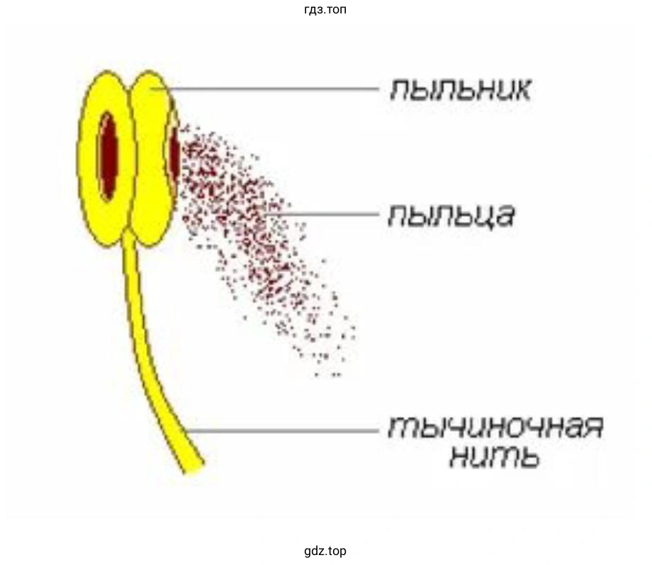 Рассмотрите строение тычинки
