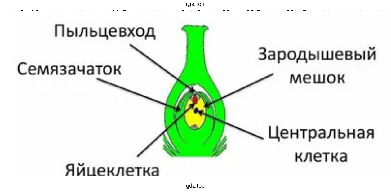 Рассмотрите пестик