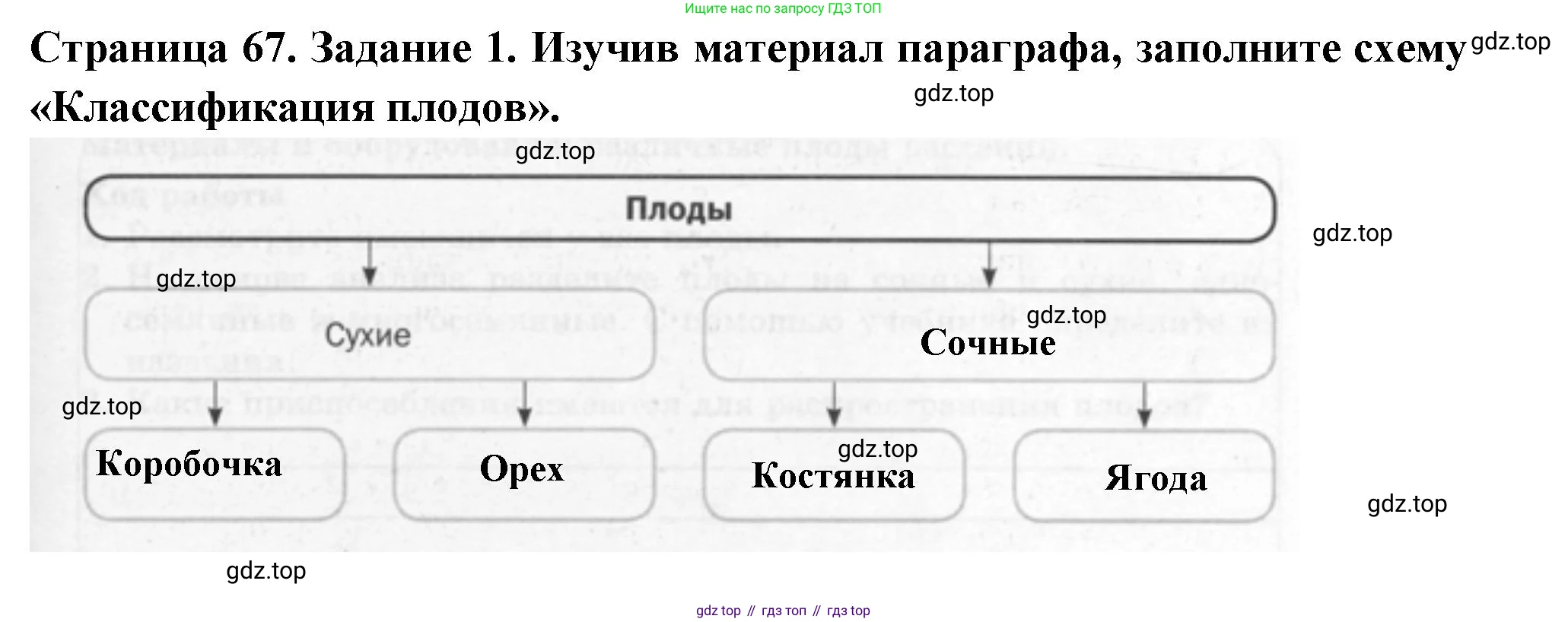 ГДЗ Биология, 6 класс рабочая тетрадь, авторы: Пасечник Владимир Васильевич, Суматохин Сергей Витальевич, Швецов Глеб Геннадьевич, Гапонюк Зоя Георгиевна, Косарькова Марина Викторовна, издательство Просвещение, Москва, 2023, белого цвета, страница 67, номер 1, Решение