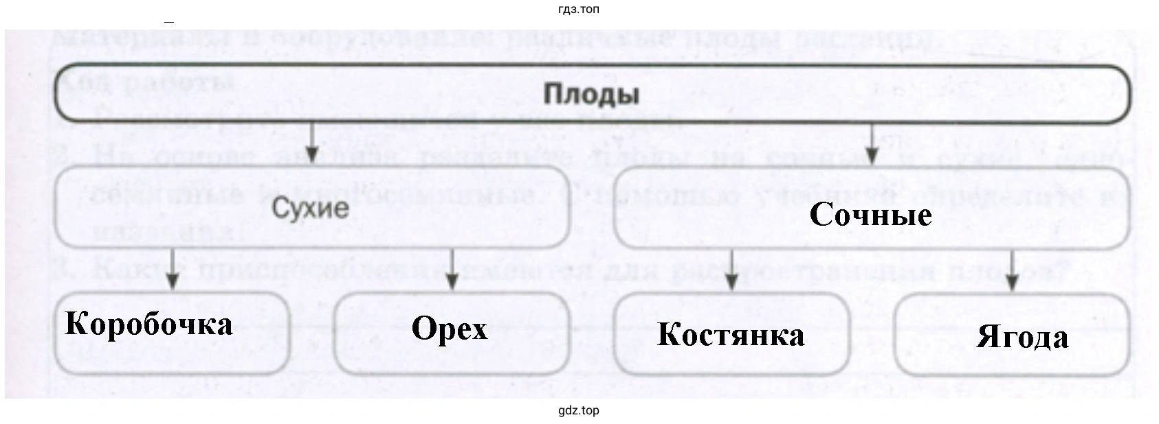 заполните схему «Классификация плодов».