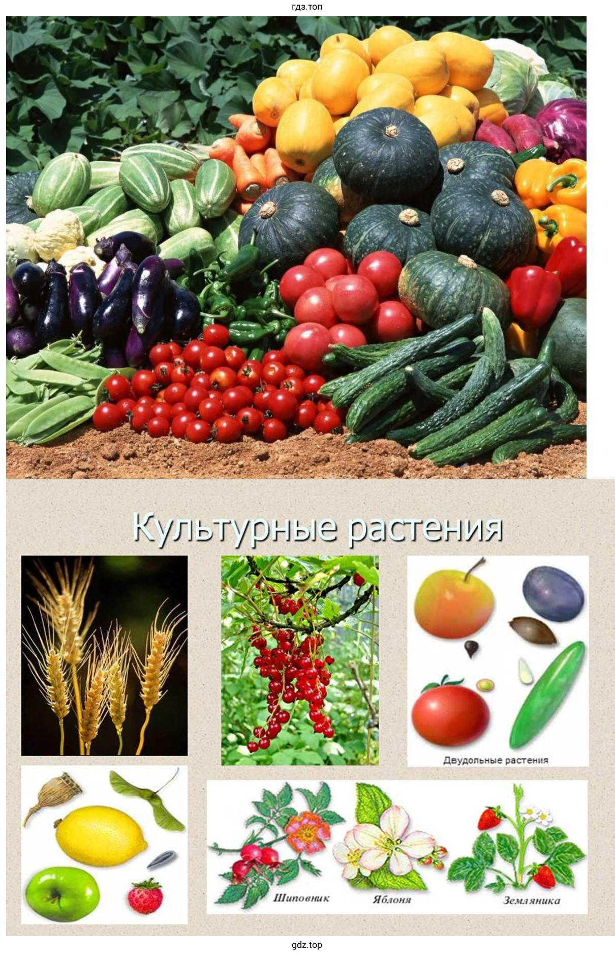Культурные растения