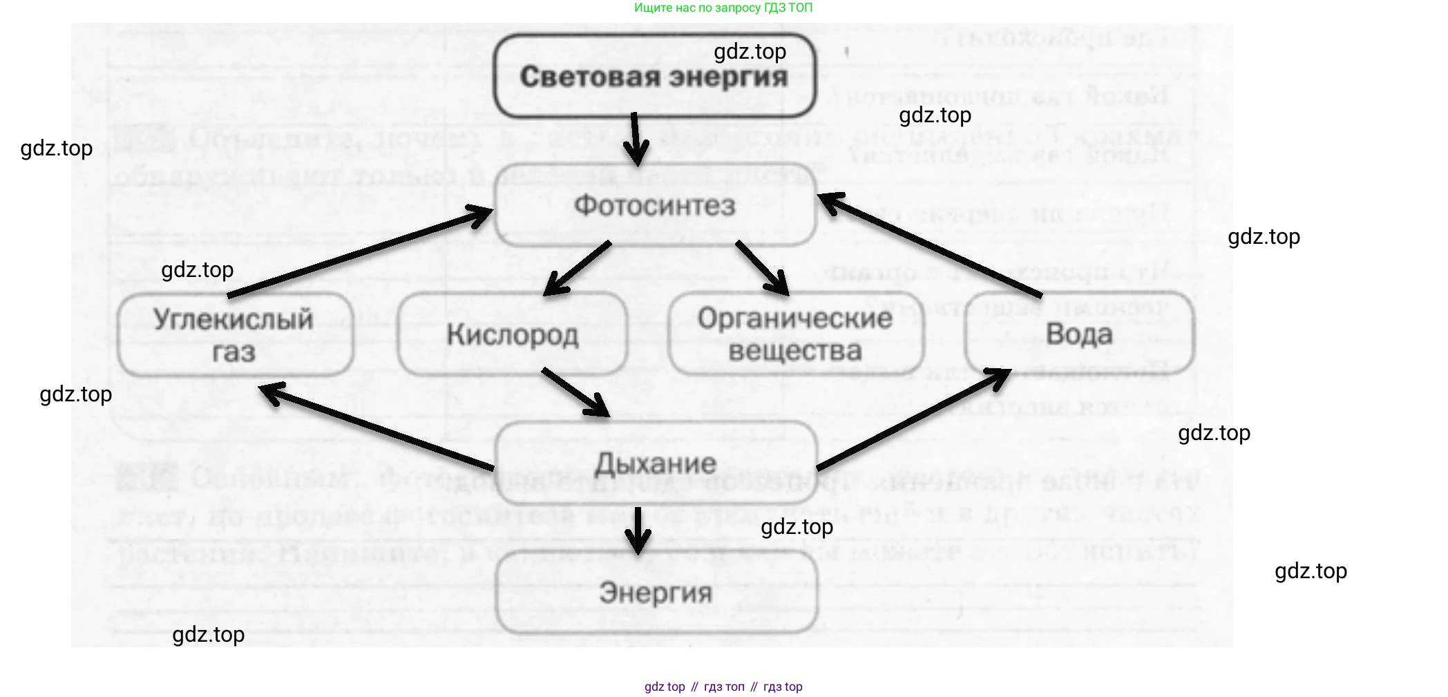Биология, 6 класс рабочая тетрадь, авторы: Пасечник Владимир Васильевич, Суматохин Сергей Витальевич, Швецов Глеб Геннадьевич, Гапонюк Зоя Георгиевна, Косарькова Марина Викторовна, издательство Просвещение, Москва, 2023, белого цвета, страница 84, номер 3, Решение (продолжение 2)