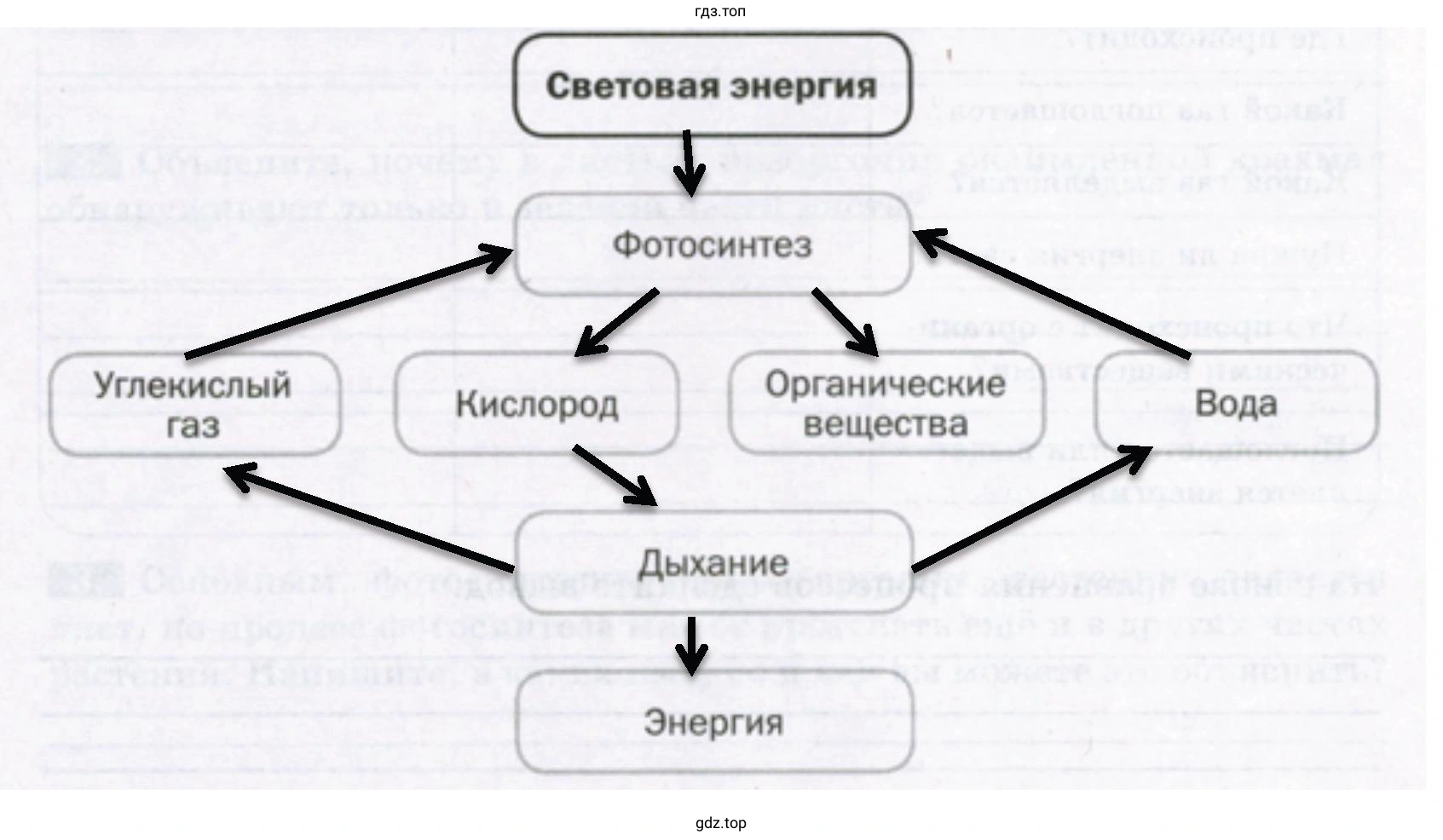Взаимосвязь фотосинтеза и дыхания