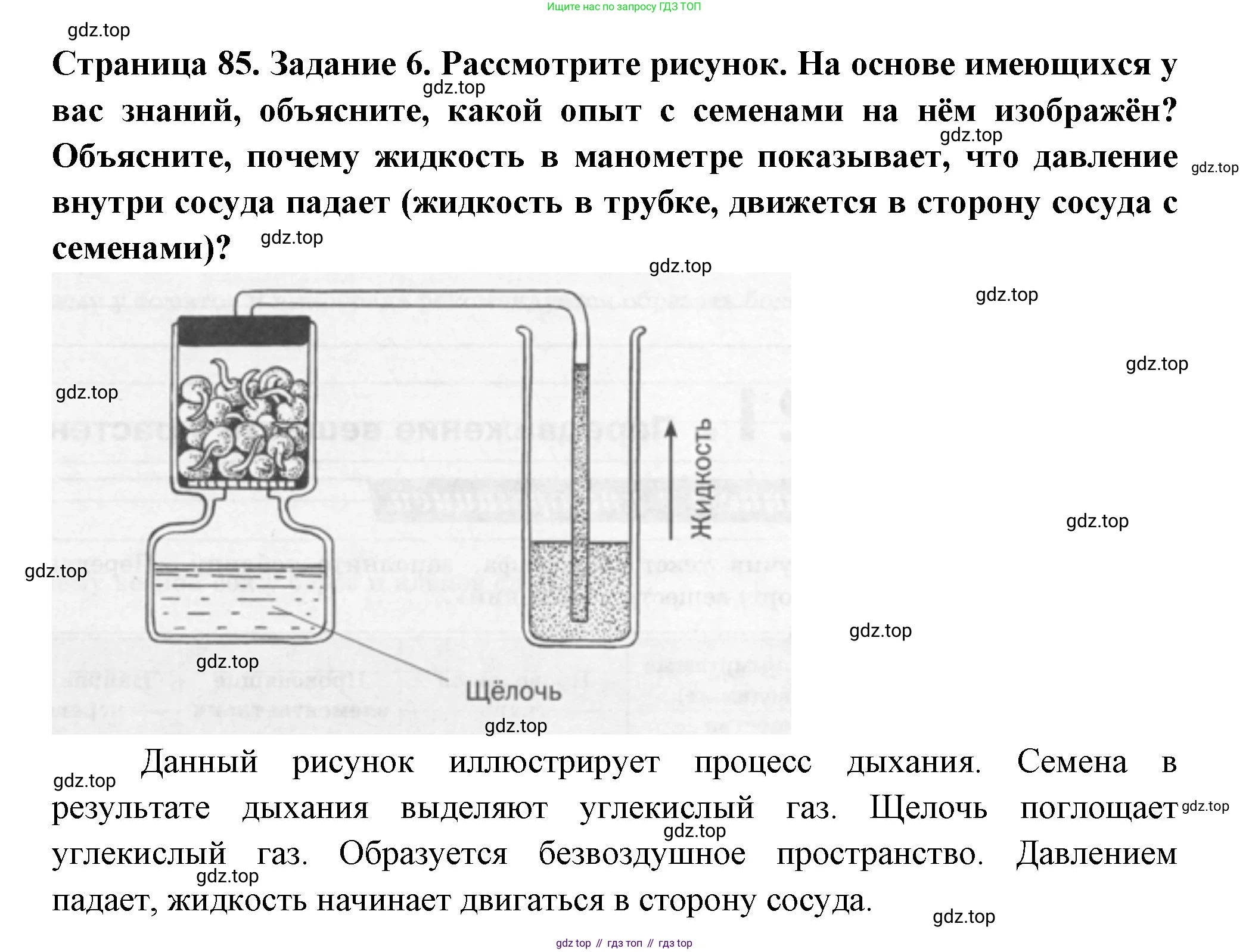 ГДЗ Биология, 6 класс рабочая тетрадь, авторы: Пасечник Владимир Васильевич, Суматохин Сергей Витальевич, Швецов Глеб Геннадьевич, Гапонюк Зоя Георгиевна, Косарькова Марина Викторовна, издательство Просвещение, Москва, 2023, белого цвета, страница 85, номер 6, Решение