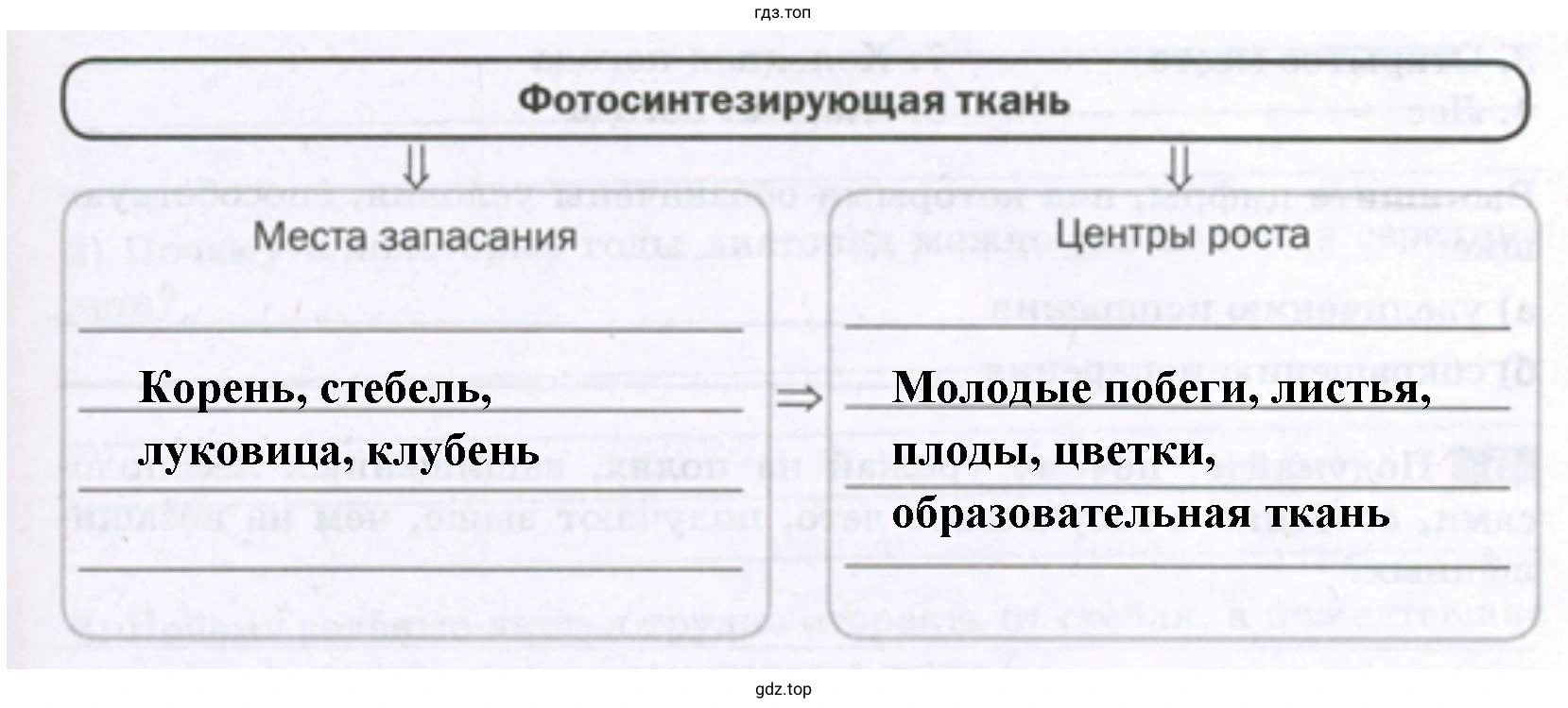 Передвижение органических веществ в растении
