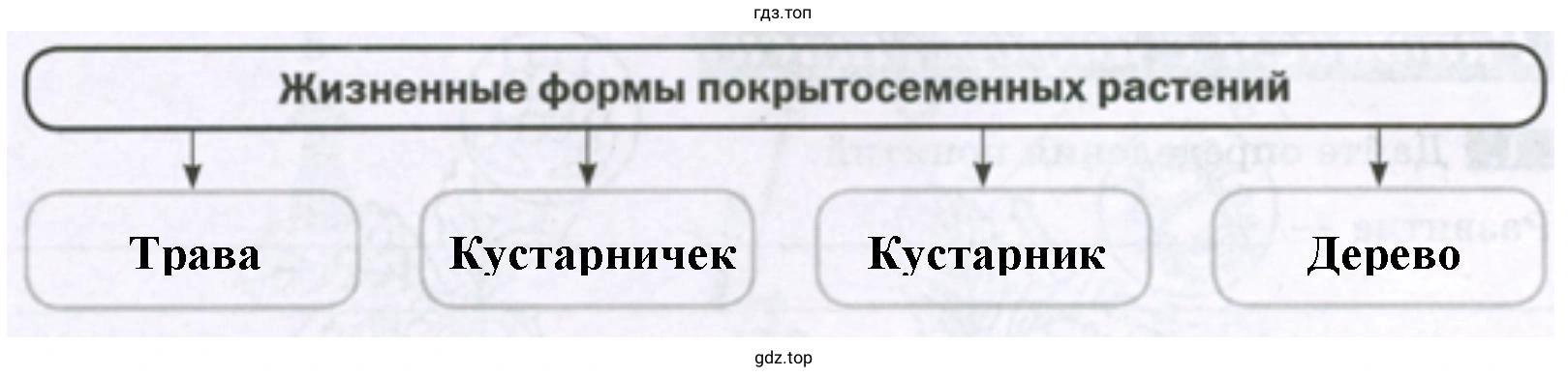 Жизненные формы покрытосеменных растений