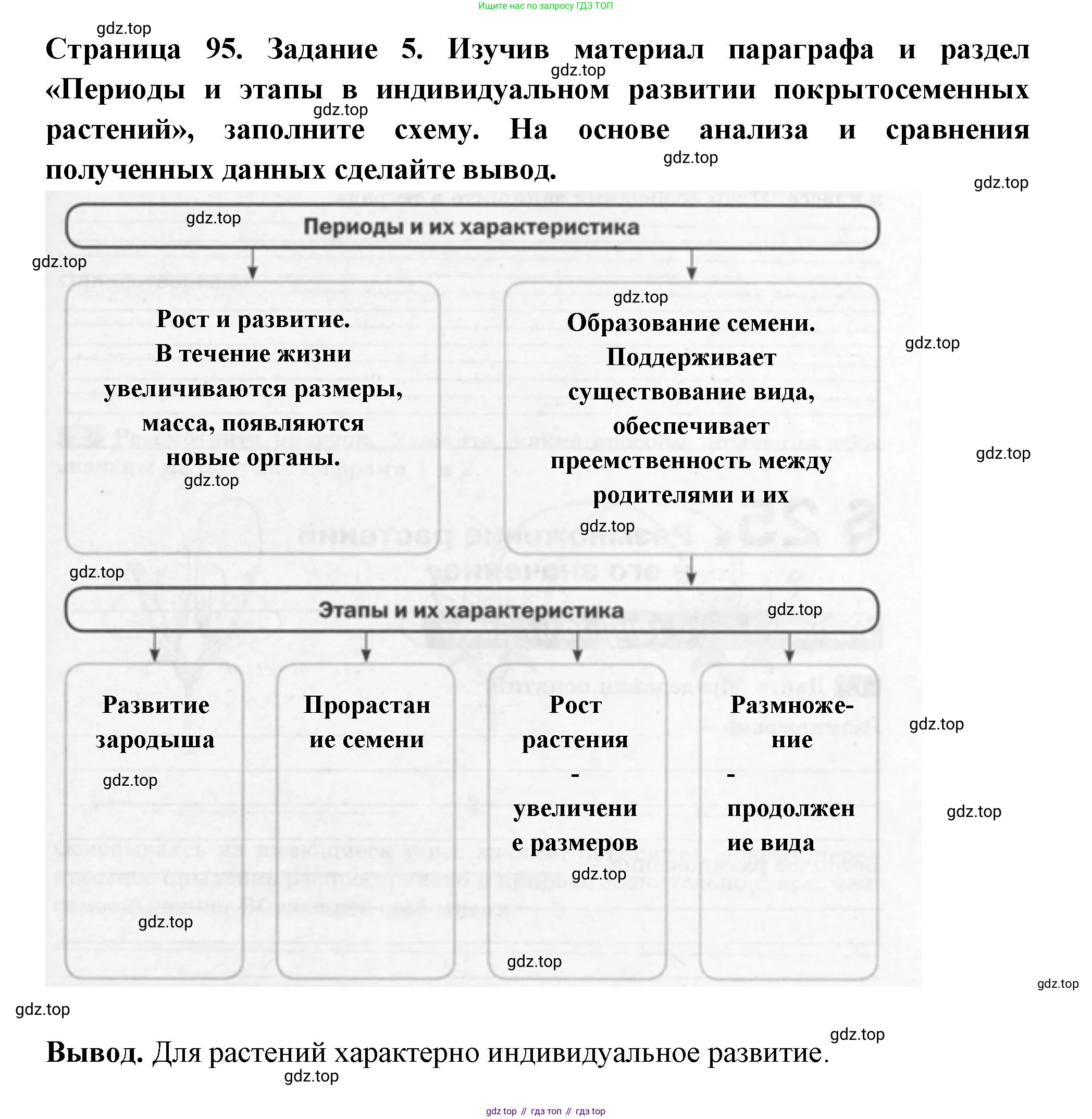 ГДЗ Биология, 6 класс рабочая тетрадь, авторы: Пасечник Владимир Васильевич, Суматохин Сергей Витальевич, Швецов Глеб Геннадьевич, Гапонюк Зоя Георгиевна, Косарькова Марина Викторовна, издательство Просвещение, Москва, 2023, белого цвета, страница 95, номер 5, Решение