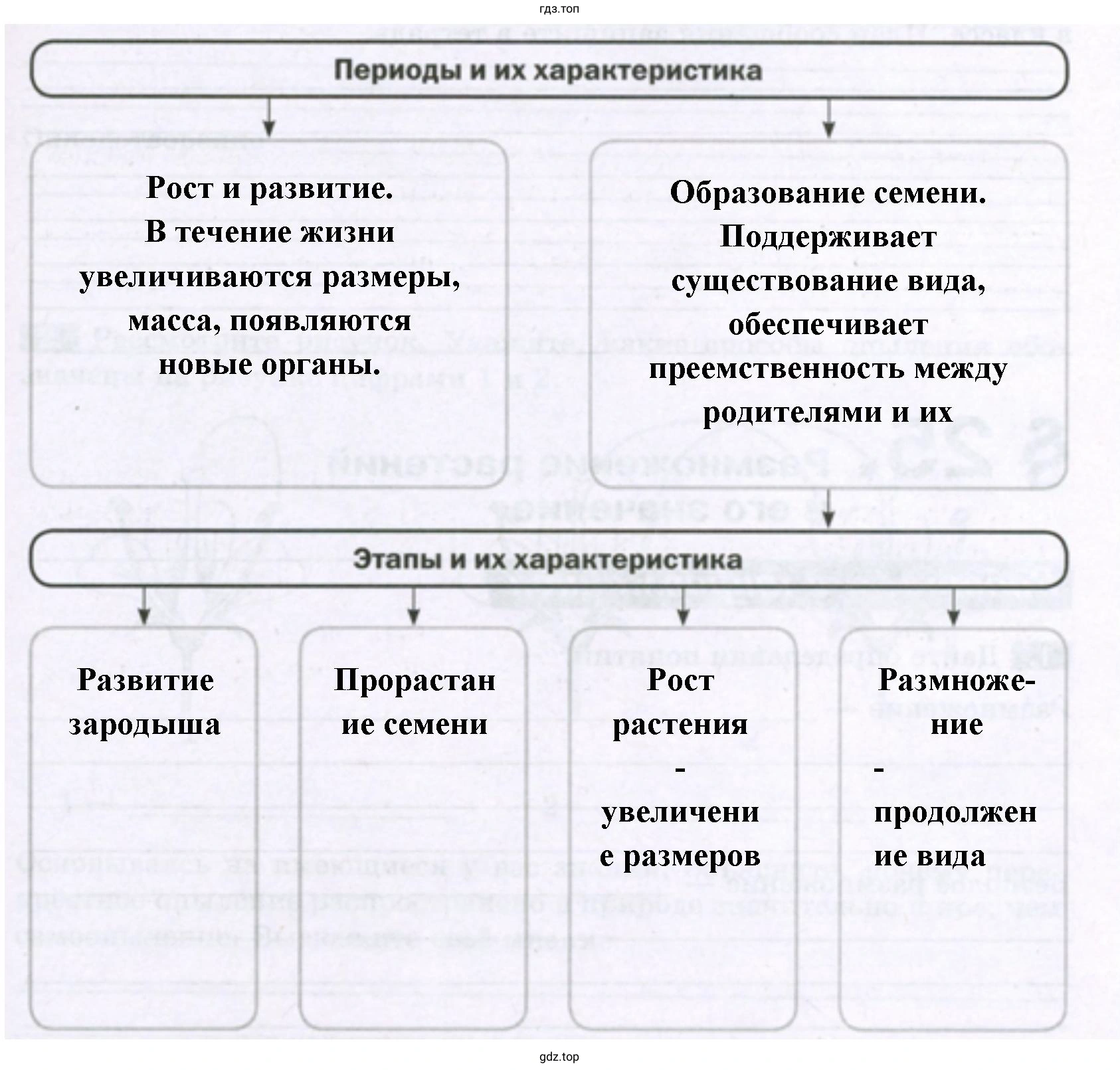 Периоды и этапы в индивидуальном развитии покрытосеменных растений