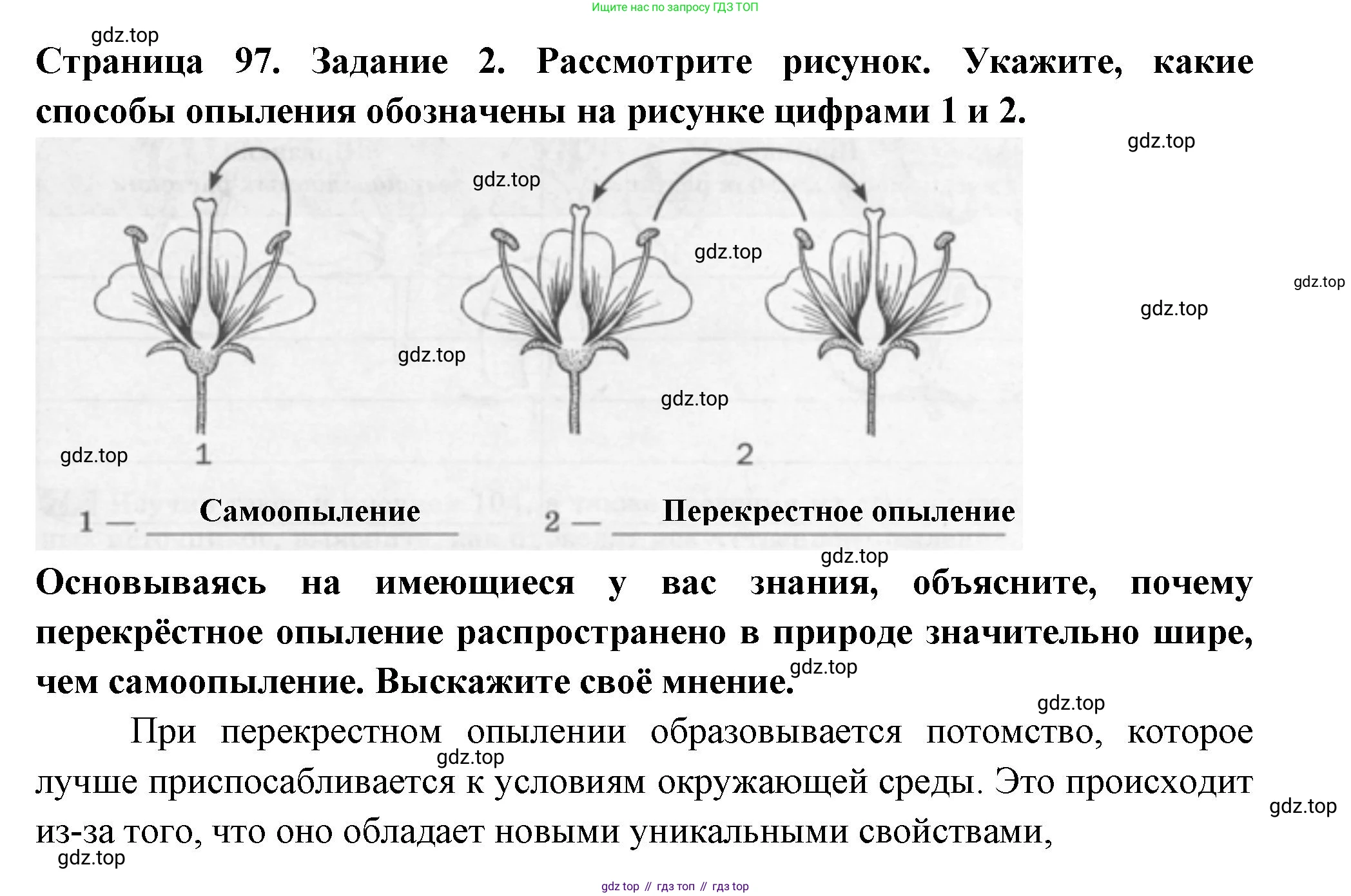ГДЗ Биология, 6 класс рабочая тетрадь, авторы: Пасечник Владимир Васильевич, Суматохин Сергей Витальевич, Швецов Глеб Геннадьевич, Гапонюк Зоя Георгиевна, Косарькова Марина Викторовна, издательство Просвещение, Москва, 2023, белого цвета, страница 97, номер 2, Решение