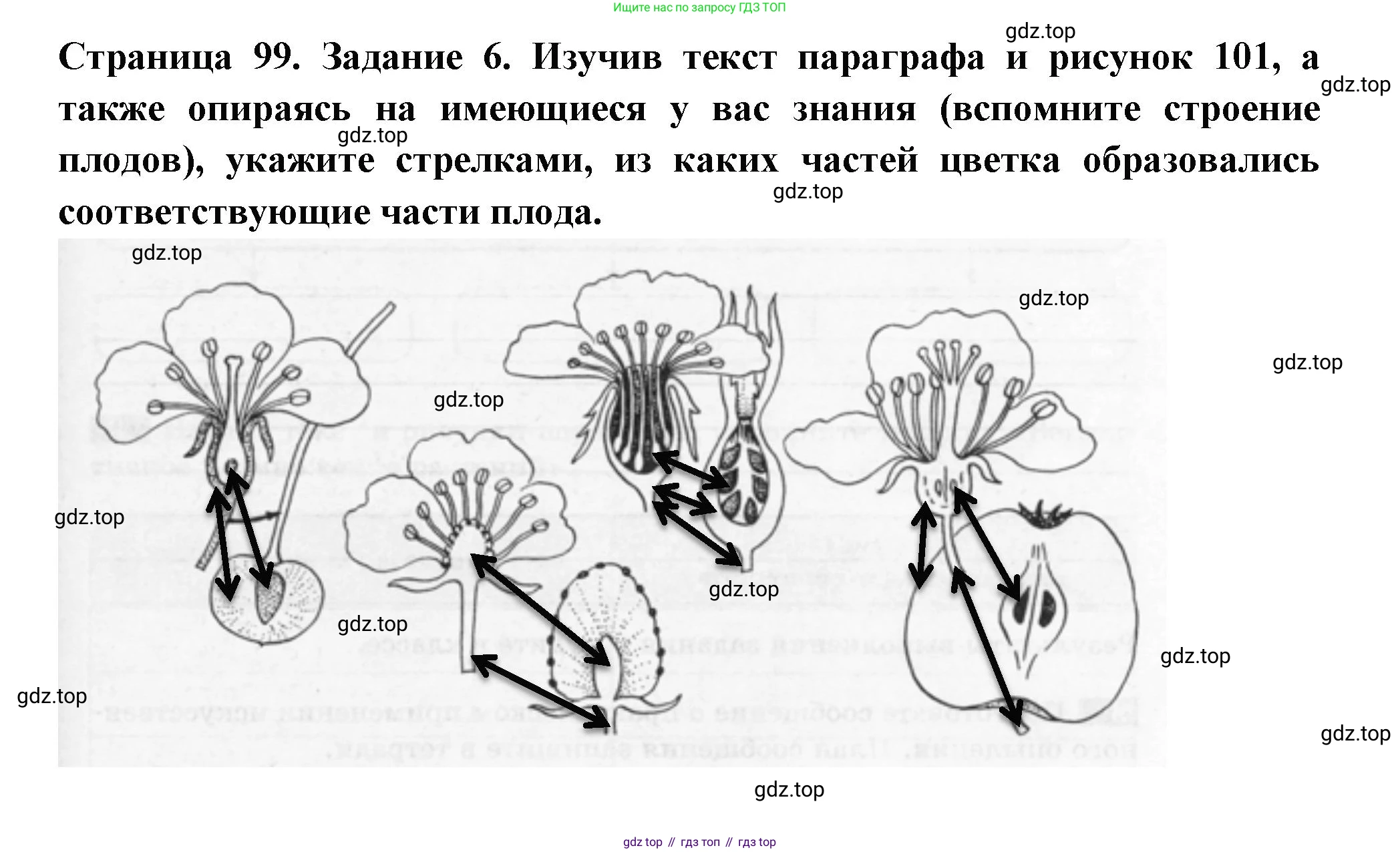 ГДЗ Биология, 6 класс рабочая тетрадь, авторы: Пасечник Владимир Васильевич, Суматохин Сергей Витальевич, Швецов Глеб Геннадьевич, Гапонюк Зоя Георгиевна, Косарькова Марина Викторовна, издательство Просвещение, Москва, 2023, белого цвета, страница 99, номер 6, Решение