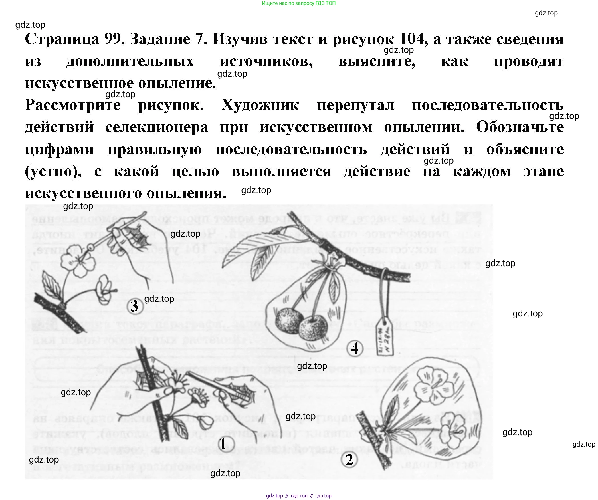 ГДЗ Биология, 6 класс рабочая тетрадь, авторы: Пасечник Владимир Васильевич, Суматохин Сергей Витальевич, Швецов Глеб Геннадьевич, Гапонюк Зоя Георгиевна, Косарькова Марина Викторовна, издательство Просвещение, Москва, 2023, белого цвета, страница 99, номер 7, Решение