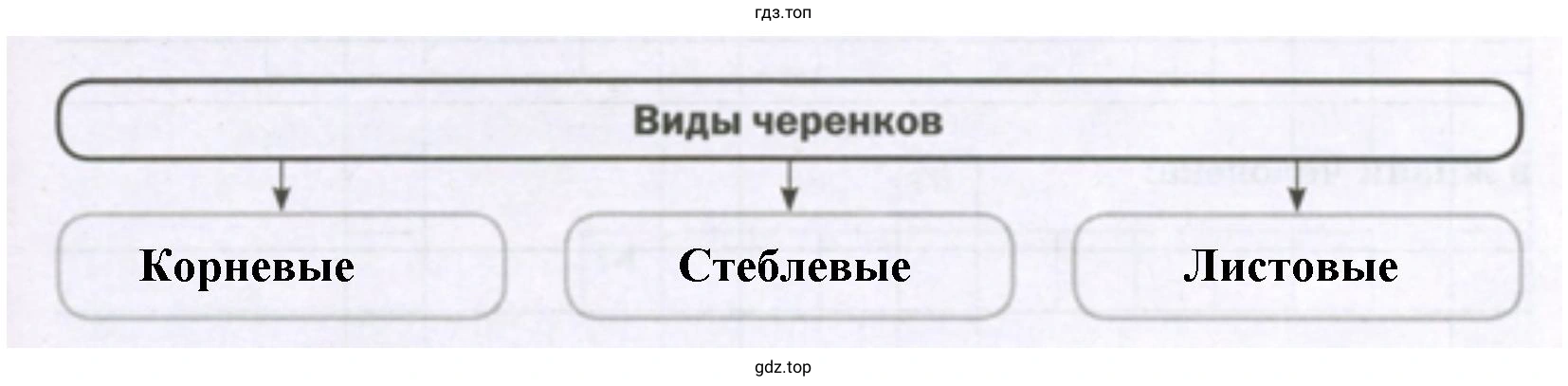 Виды черенков