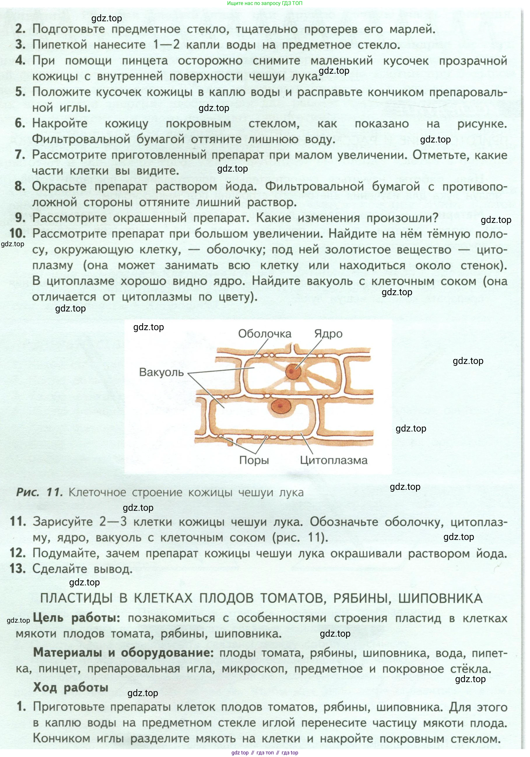 ГДЗ Биология, 6 класс Учебник, авторы: Пасечник Владимир Васильевич, Суматохин Сергей Витальевич, Гапонюк Зоя Георгиевна, Швецов Глеб Геннадьевич, издательство Просвещение, Москва, 2023, белого цвета, страница 17, Условие (продолжение 2)
