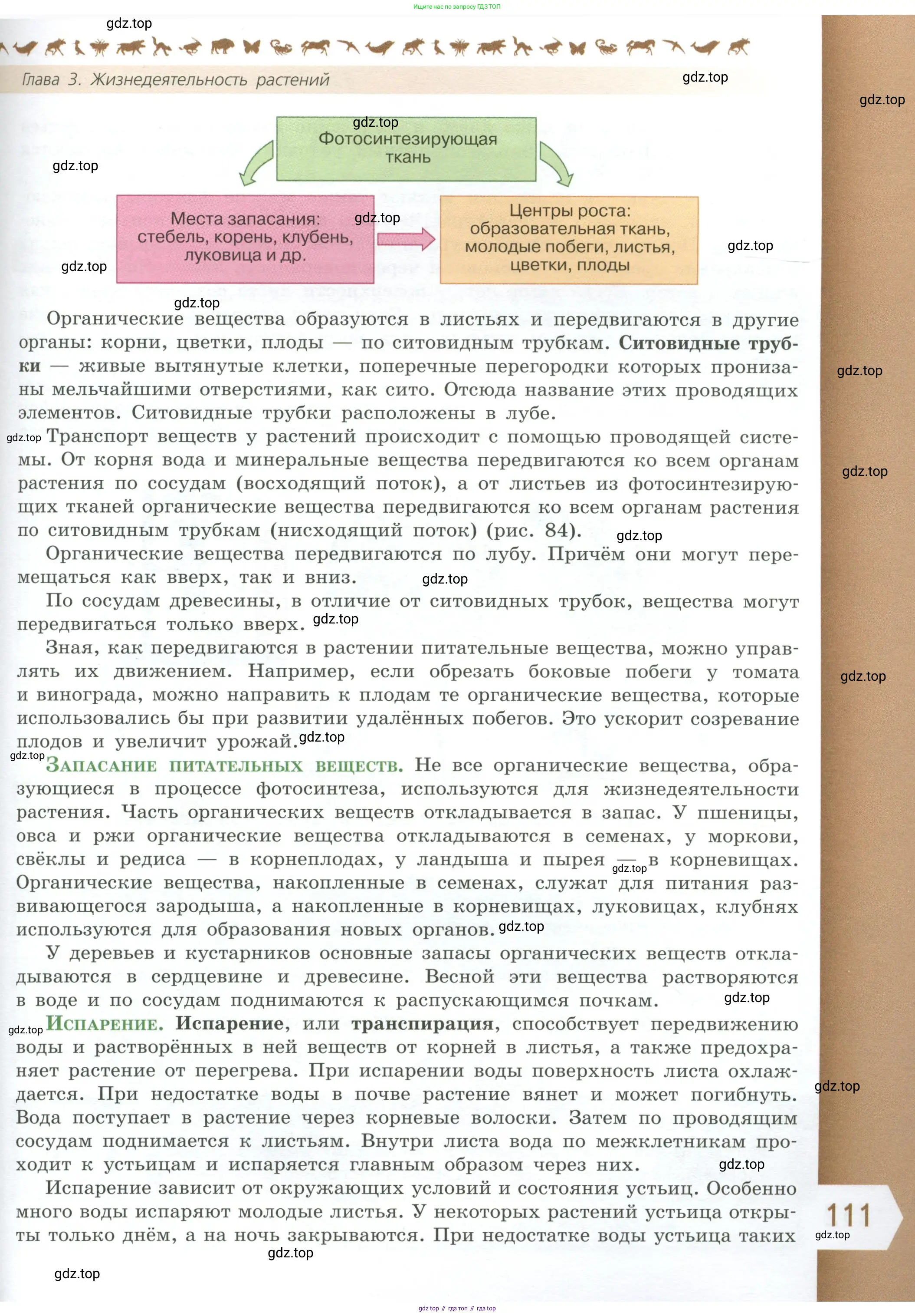 Биология, 6 класс Учебник, авторы: Пасечник Владимир Васильевич, Суматохин Сергей Витальевич, Гапонюк Зоя Георгиевна, Швецов Глеб Геннадьевич, издательство Просвещение, Москва, 2023, белого цвета, страница 111