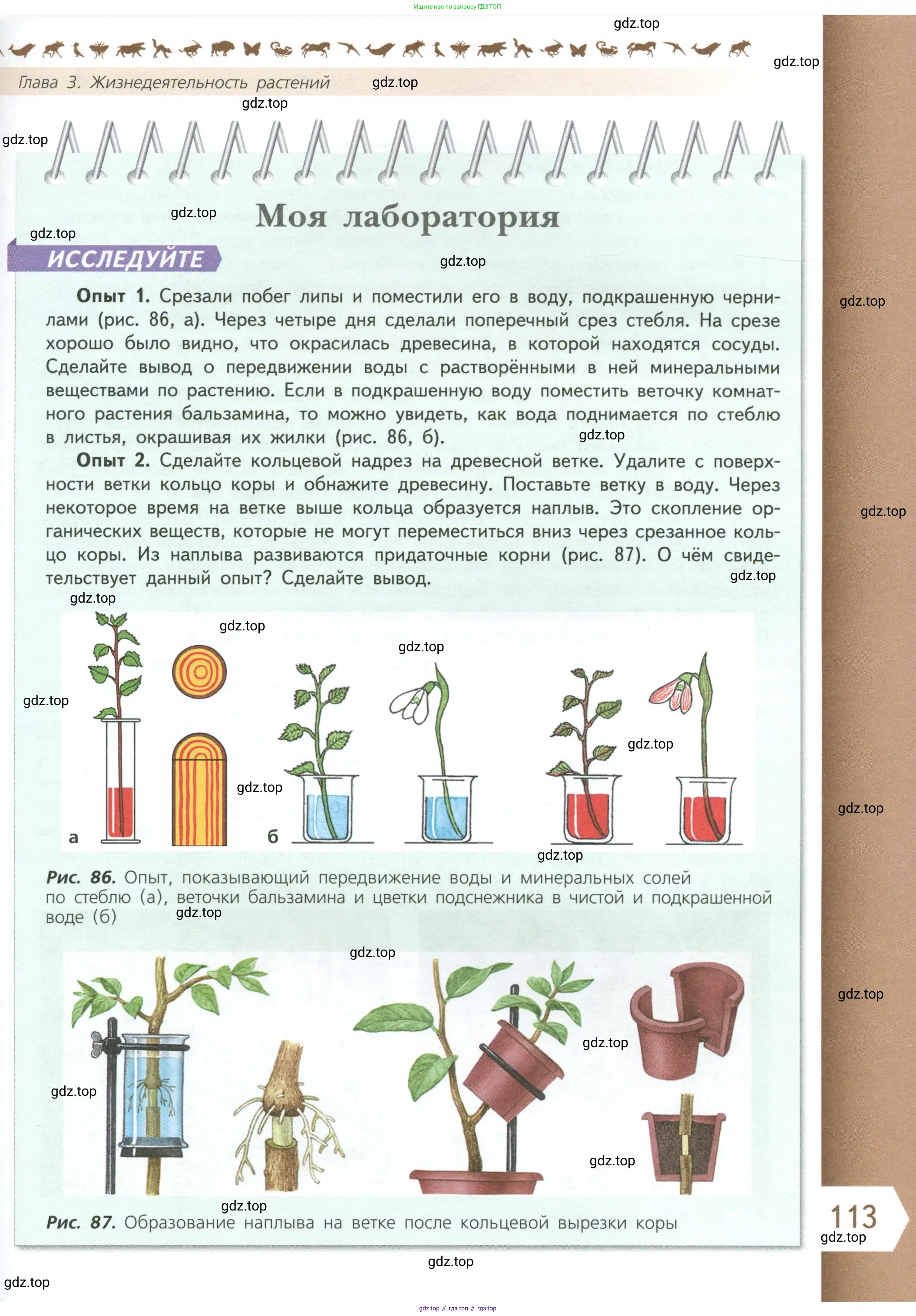 Биология, 6 класс Учебник, авторы: Пасечник Владимир Васильевич, Суматохин Сергей Витальевич, Гапонюк Зоя Георгиевна, Швецов Глеб Геннадьевич, издательство Просвещение, Москва, 2023, белого цвета, страница 113