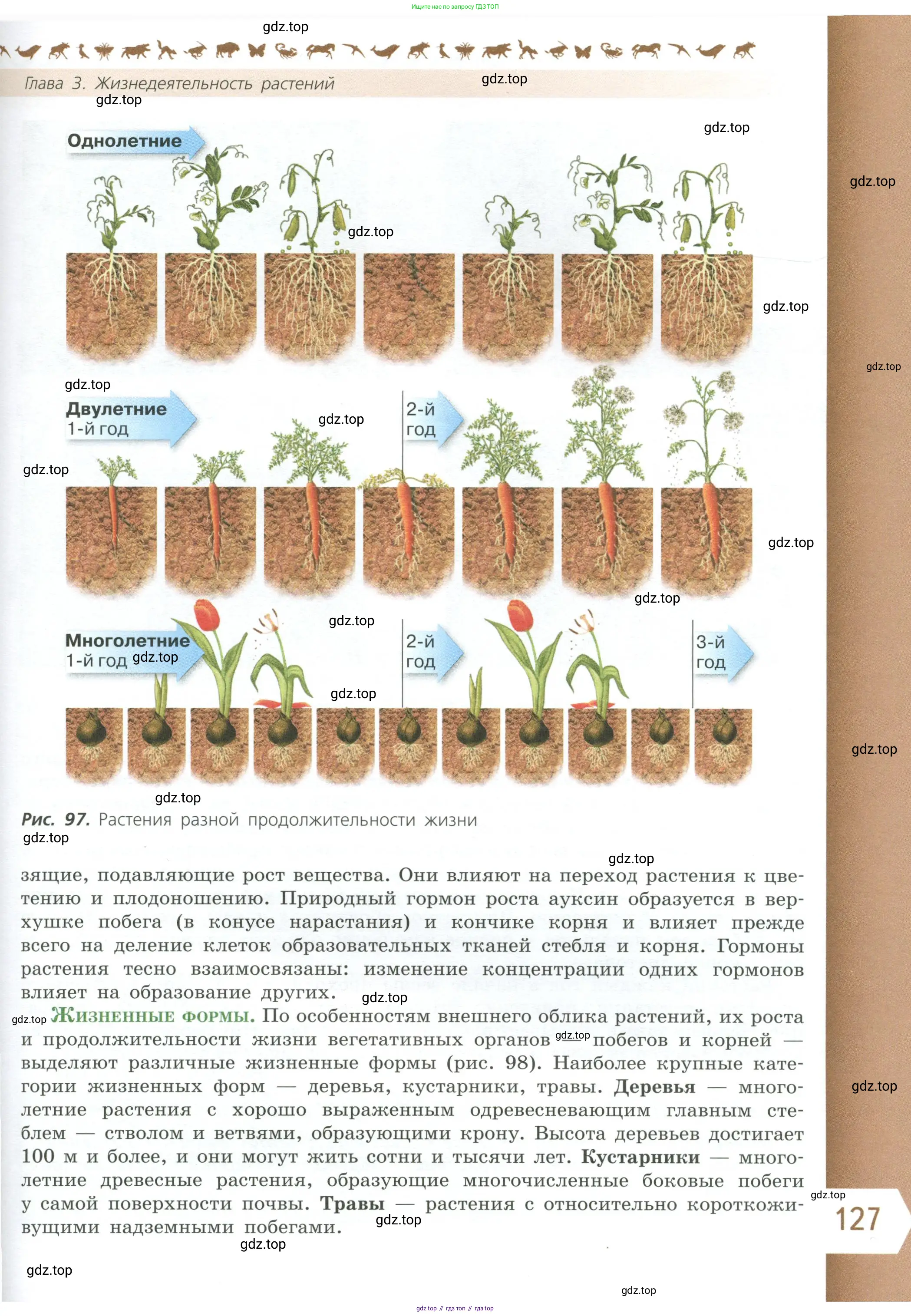 Биология, 6 класс Учебник, авторы: Пасечник Владимир Васильевич, Суматохин Сергей Витальевич, Гапонюк Зоя Георгиевна, Швецов Глеб Геннадьевич, издательство Просвещение, Москва, 2023, белого цвета, страница 127