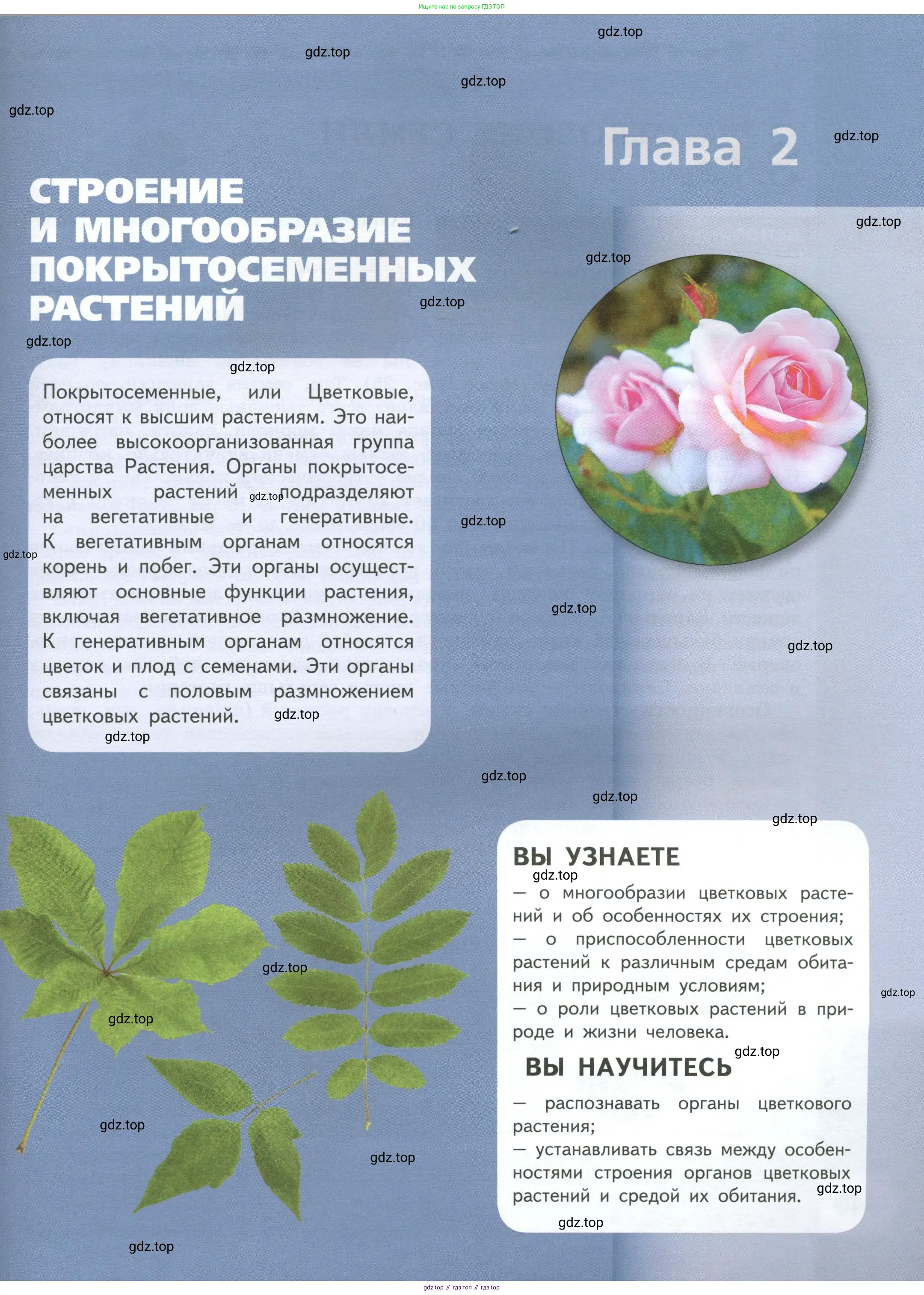 Биология, 6 класс Учебник, авторы: Пасечник Владимир Васильевич, Суматохин Сергей Витальевич, Гапонюк Зоя Георгиевна, Швецов Глеб Геннадьевич, издательство Просвещение, Москва, 2023, белого цвета, страница 39