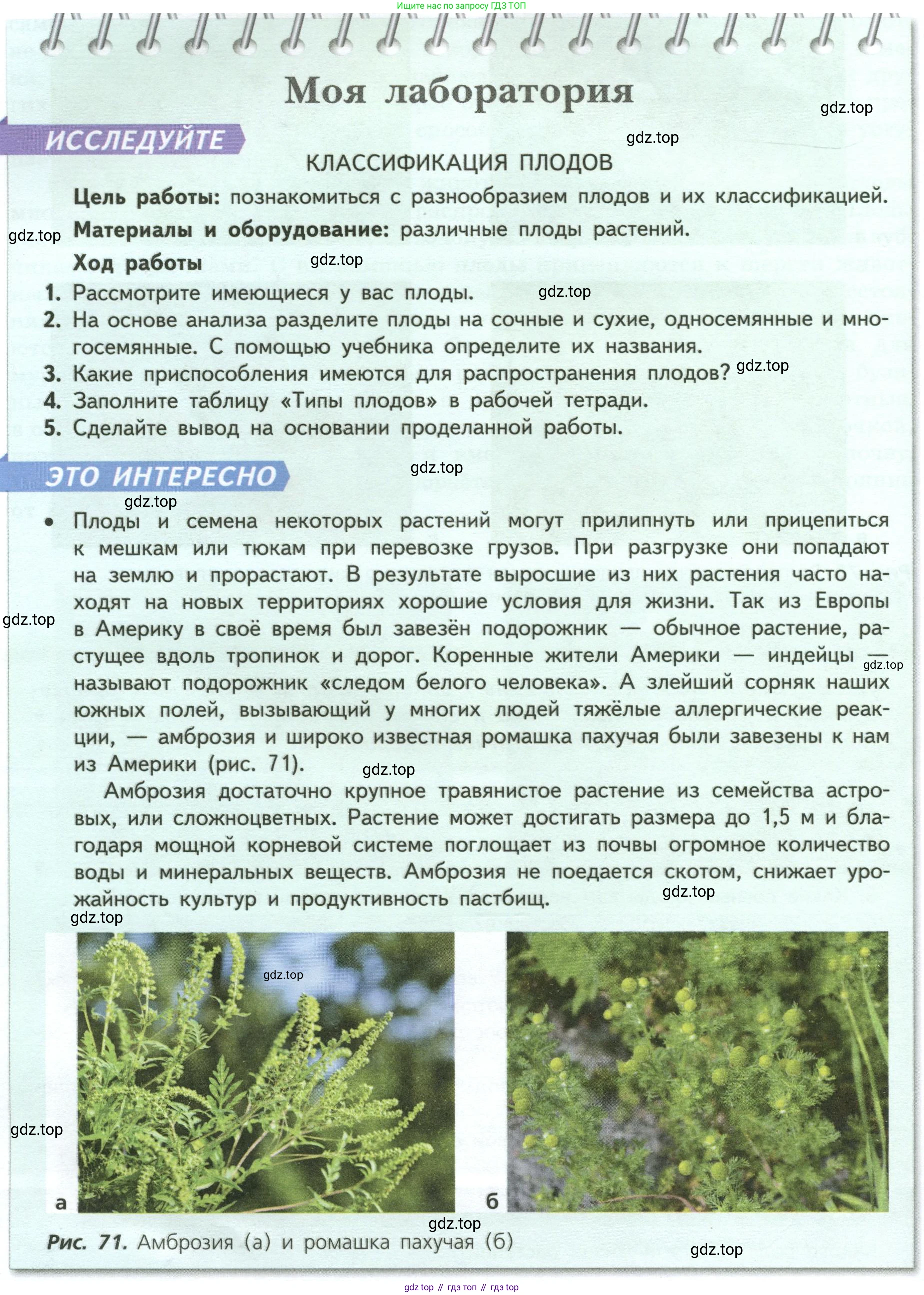 ГДЗ Биология, 6 класс Учебник, авторы: Пасечник Владимир Васильевич, Суматохин Сергей Витальевич, Гапонюк Зоя Георгиевна, Швецов Глеб Геннадьевич, издательство Просвещение, Москва, 2023, белого цвета, страница 88, Условие