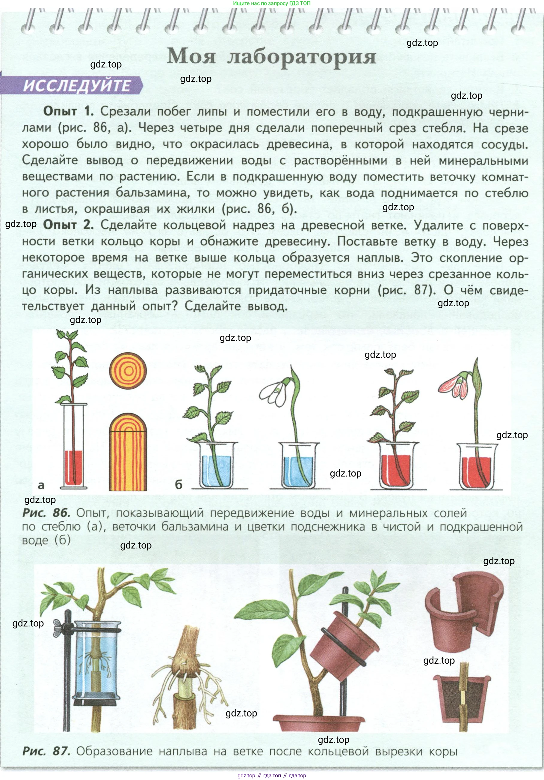 Биология, 6 класс Учебник, авторы: Пасечник Владимир Васильевич, Суматохин Сергей Витальевич, Гапонюк Зоя Георгиевна, Швецов Глеб Геннадьевич, издательство Просвещение, Москва, 2023, белого цвета, страница 113, Условие