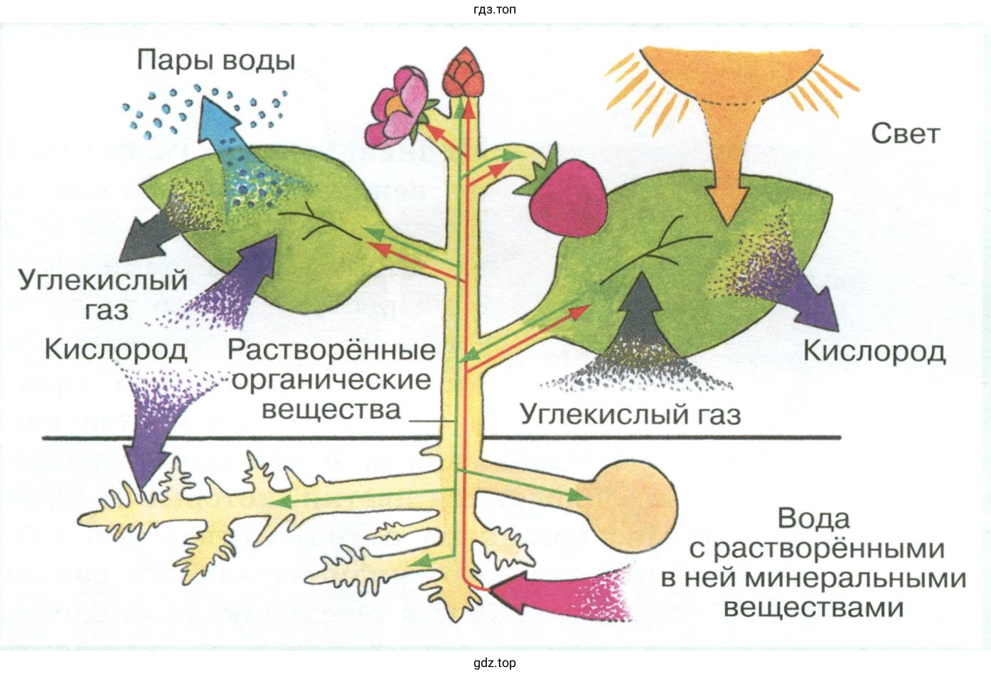 Обмен веществ в растении