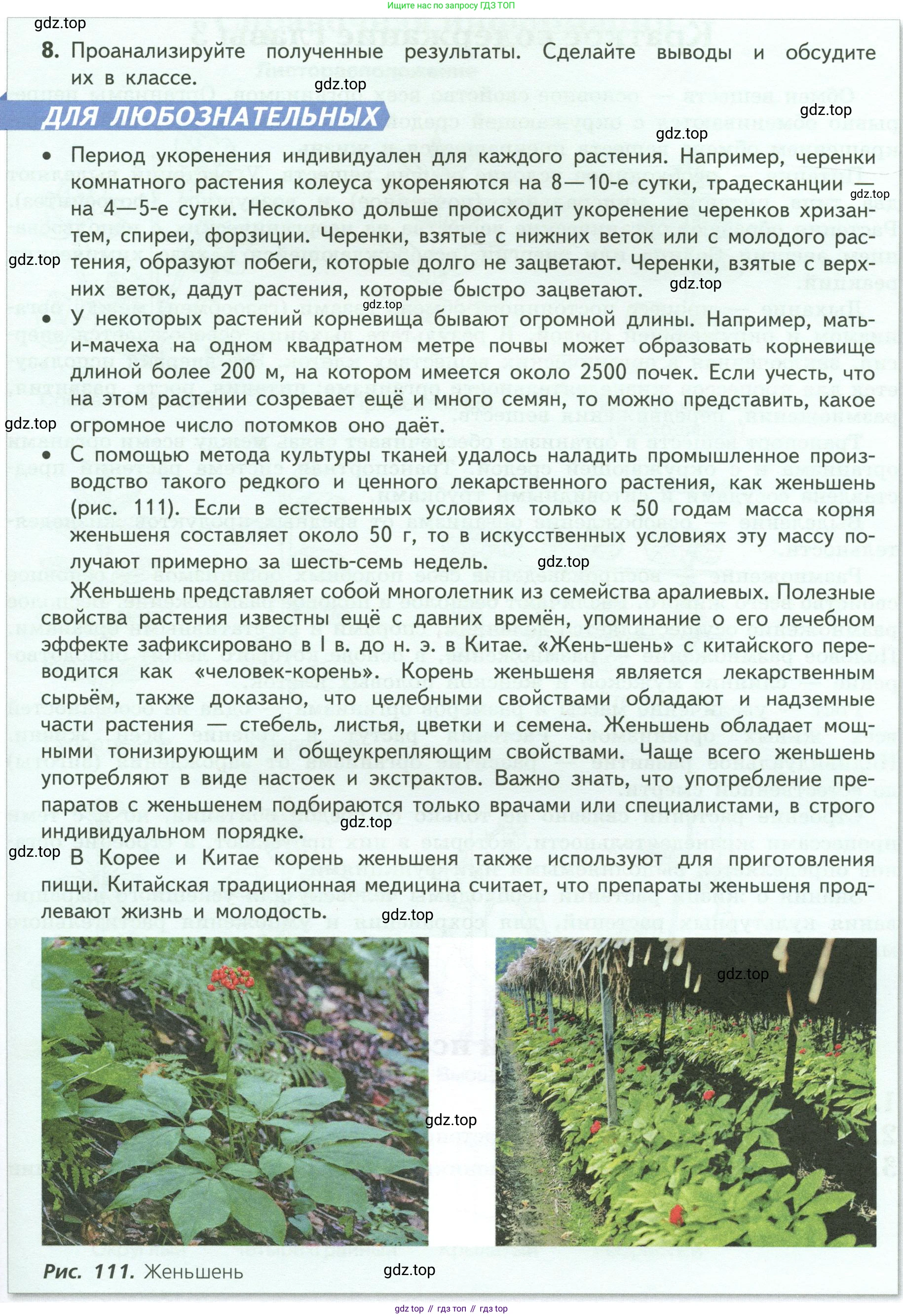 ГДЗ Биология, 6 класс Учебник, авторы: Пасечник Владимир Васильевич, Суматохин Сергей Витальевич, Гапонюк Зоя Георгиевна, Швецов Глеб Геннадьевич, издательство Просвещение, Москва, 2023, белого цвета, страница 142, Условие (продолжение 2)