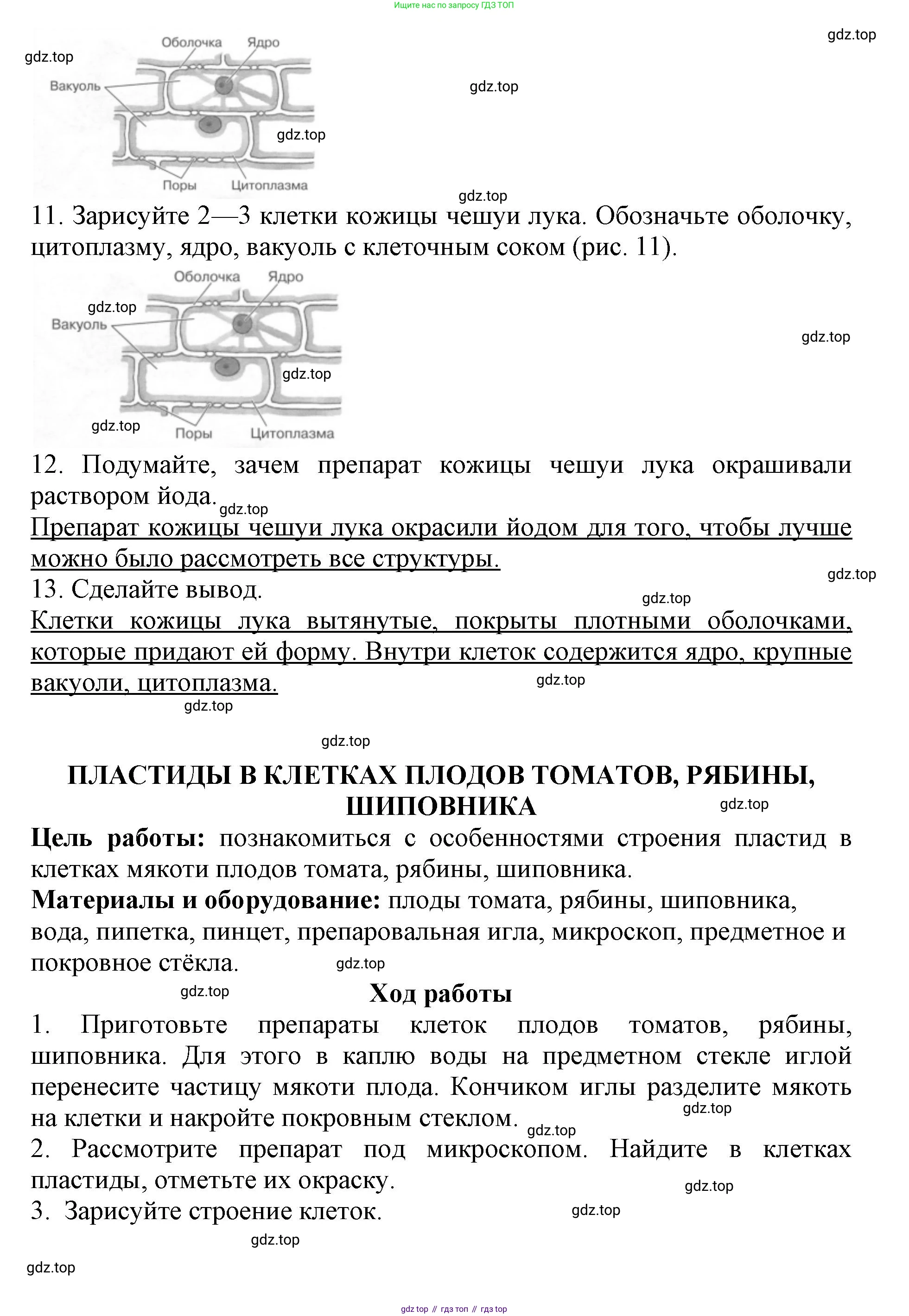ГДЗ Биология, 6 класс Учебник, авторы: Пасечник Владимир Васильевич, Суматохин Сергей Витальевич, Гапонюк Зоя Георгиевна, Швецов Глеб Геннадьевич, издательство Просвещение, Москва, 2023, белого цвета, страница 17, Решение 1 (продолжение 3)