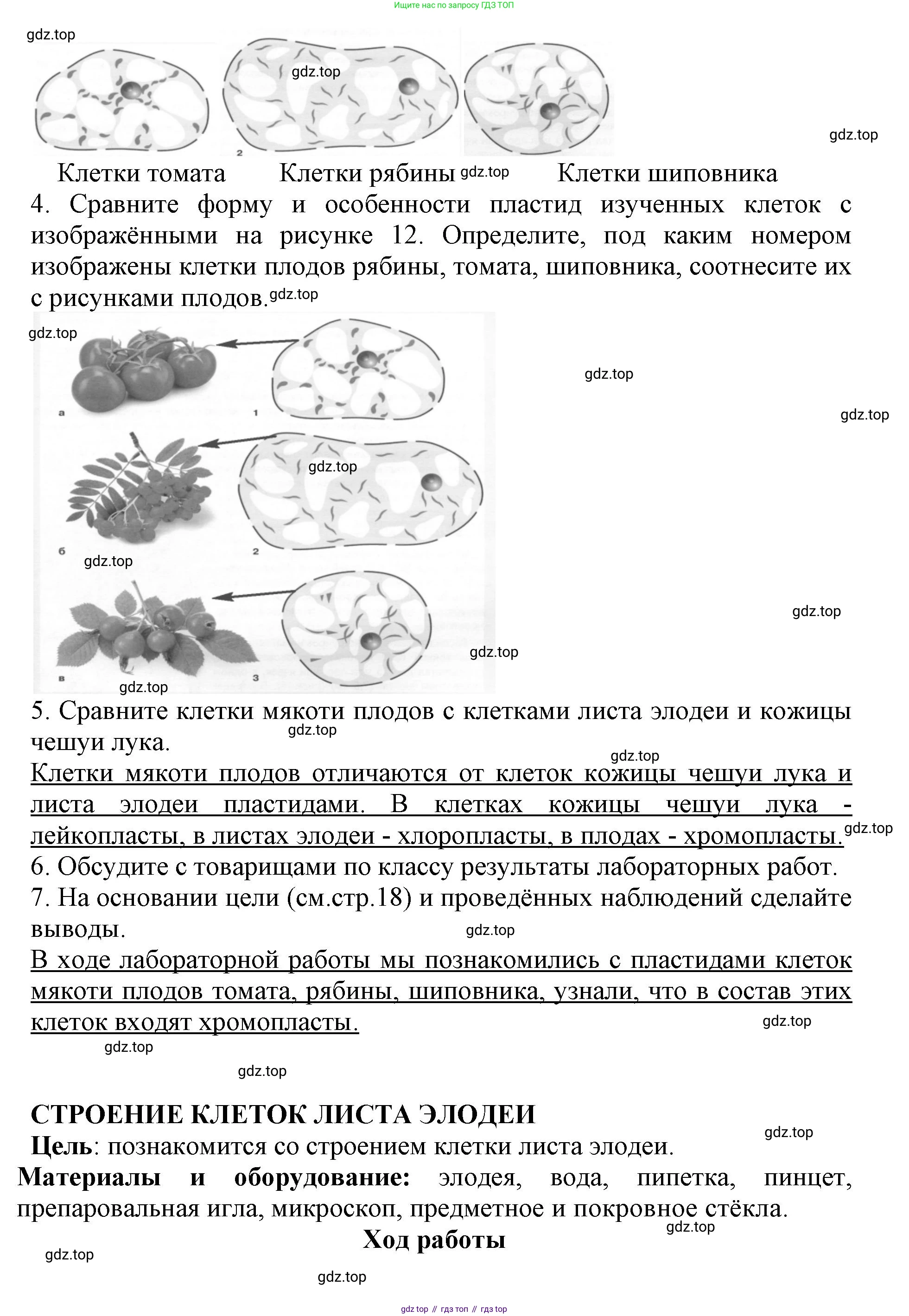 ГДЗ Биология, 6 класс Учебник, авторы: Пасечник Владимир Васильевич, Суматохин Сергей Витальевич, Гапонюк Зоя Георгиевна, Швецов Глеб Геннадьевич, издательство Просвещение, Москва, 2023, белого цвета, страница 17, Решение 1 (продолжение 4)