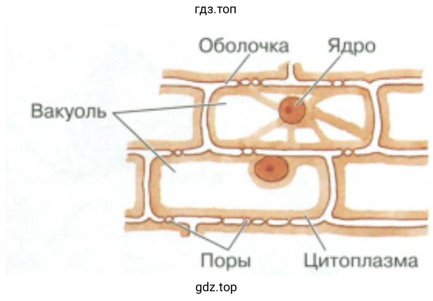 Клеточное строение кожицы чешуи лука
