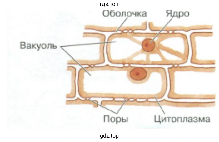 Клеточное строение кожицы чешуи лука