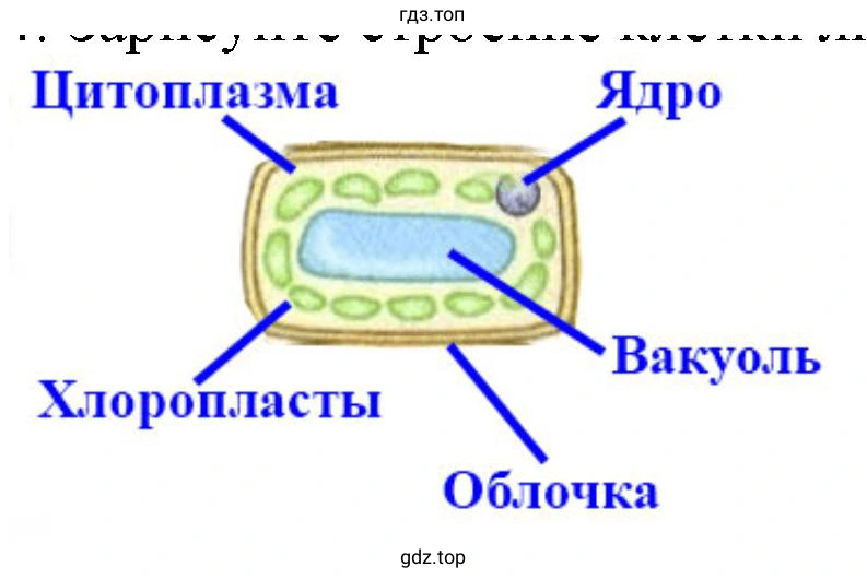 строение клетки листа элодеи.