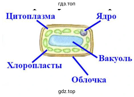 строение клетки листа элодеи