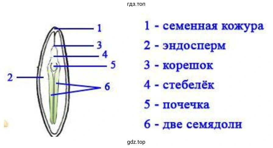 Строение семени тыквы