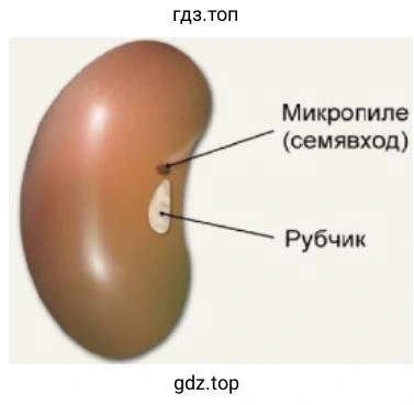 семена фасоли, строение