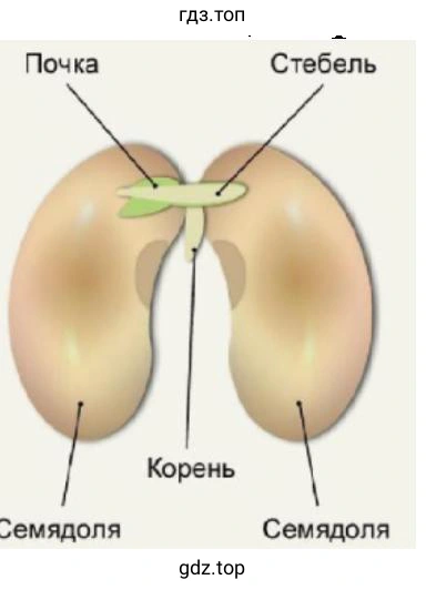 семена фасоли, строение