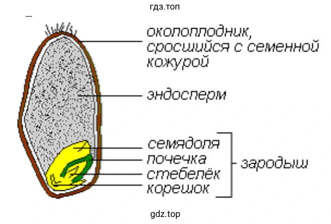 разрезанная вдоль зерновка пшеницы
