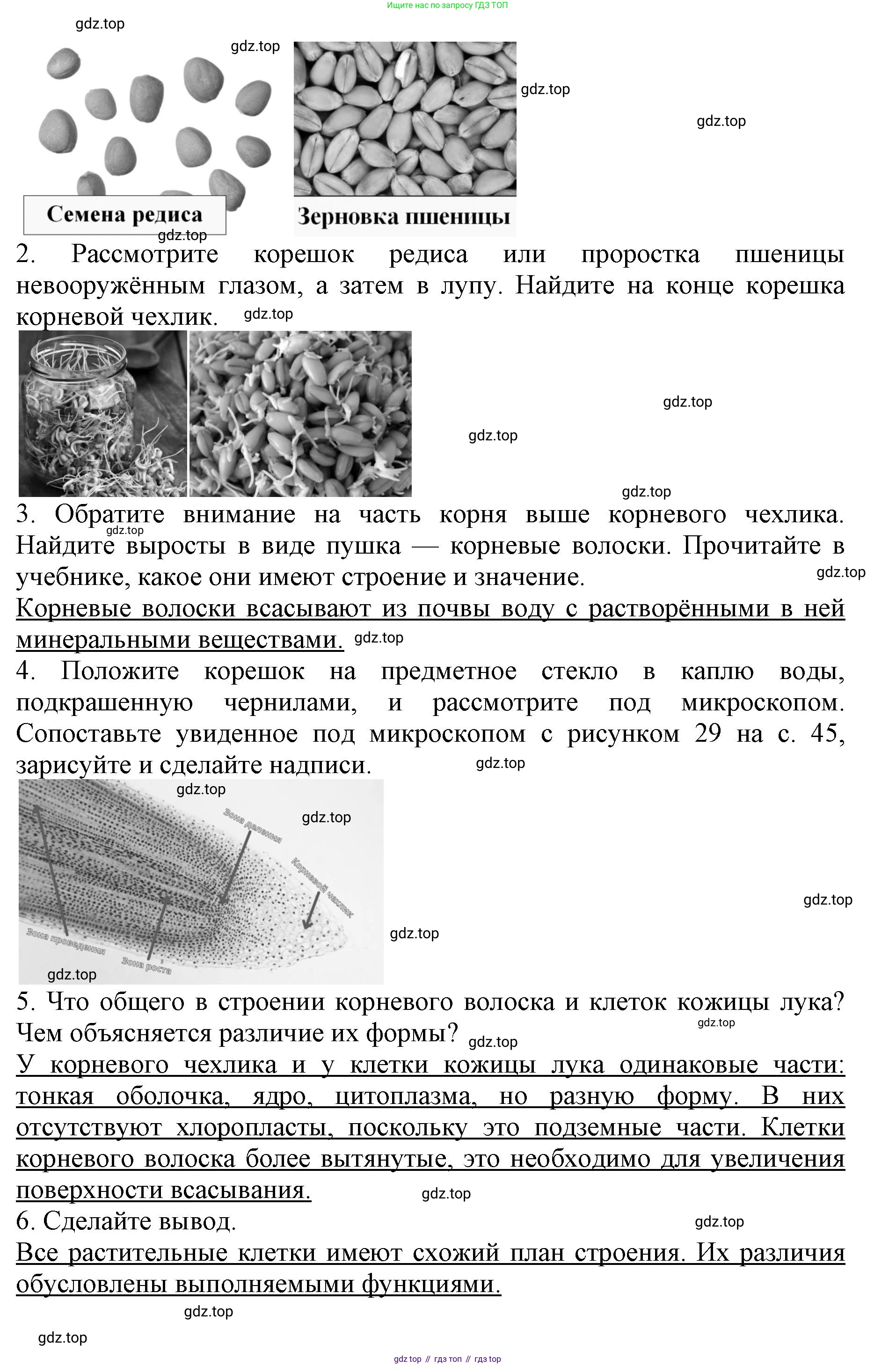 Биология, 6 класс Учебник, авторы: Пасечник Владимир Васильевич, Суматохин Сергей Витальевич, Гапонюк Зоя Георгиевна, Швецов Глеб Геннадьевич, издательство Просвещение, Москва, 2023, белого цвета, страница 47, Решение 1 (продолжение 3)