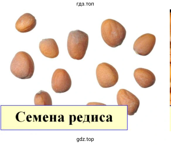 Семена редиса