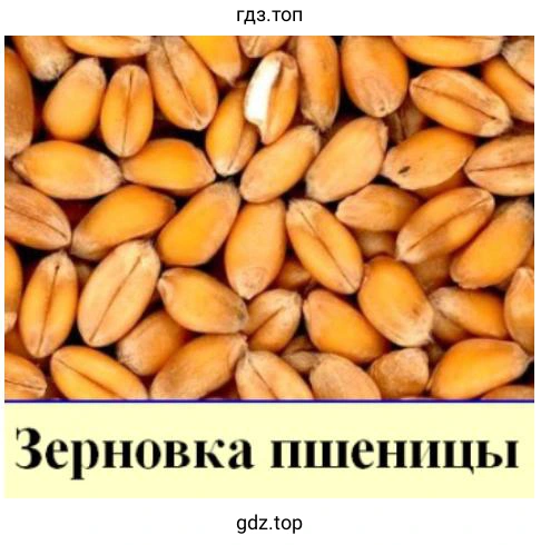 Зерновка пшеницы