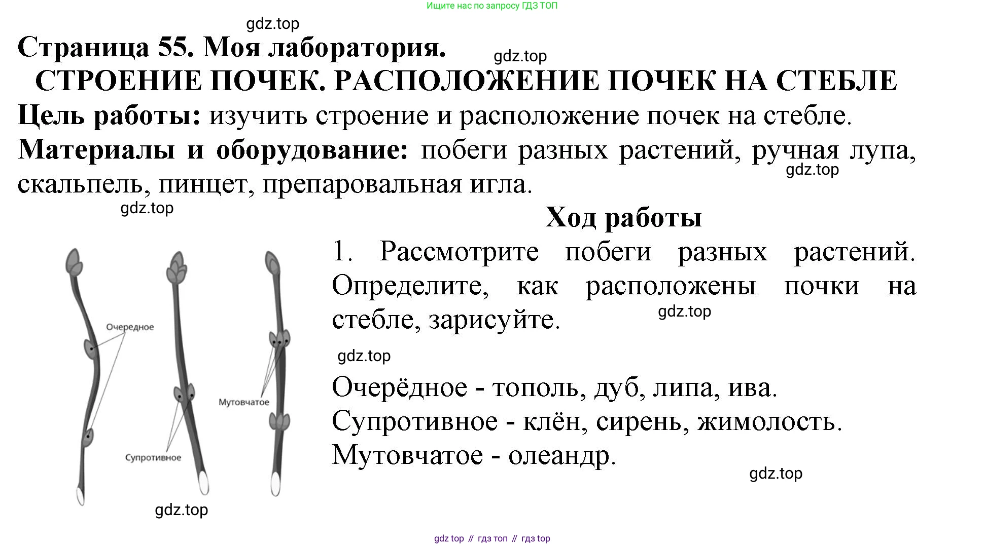 ГДЗ Биология, 6 класс Учебник, авторы: Пасечник Владимир Васильевич, Суматохин Сергей Витальевич, Гапонюк Зоя Георгиевна, Швецов Глеб Геннадьевич, издательство Просвещение, Москва, 2023, белого цвета, страница 55, Решение 1