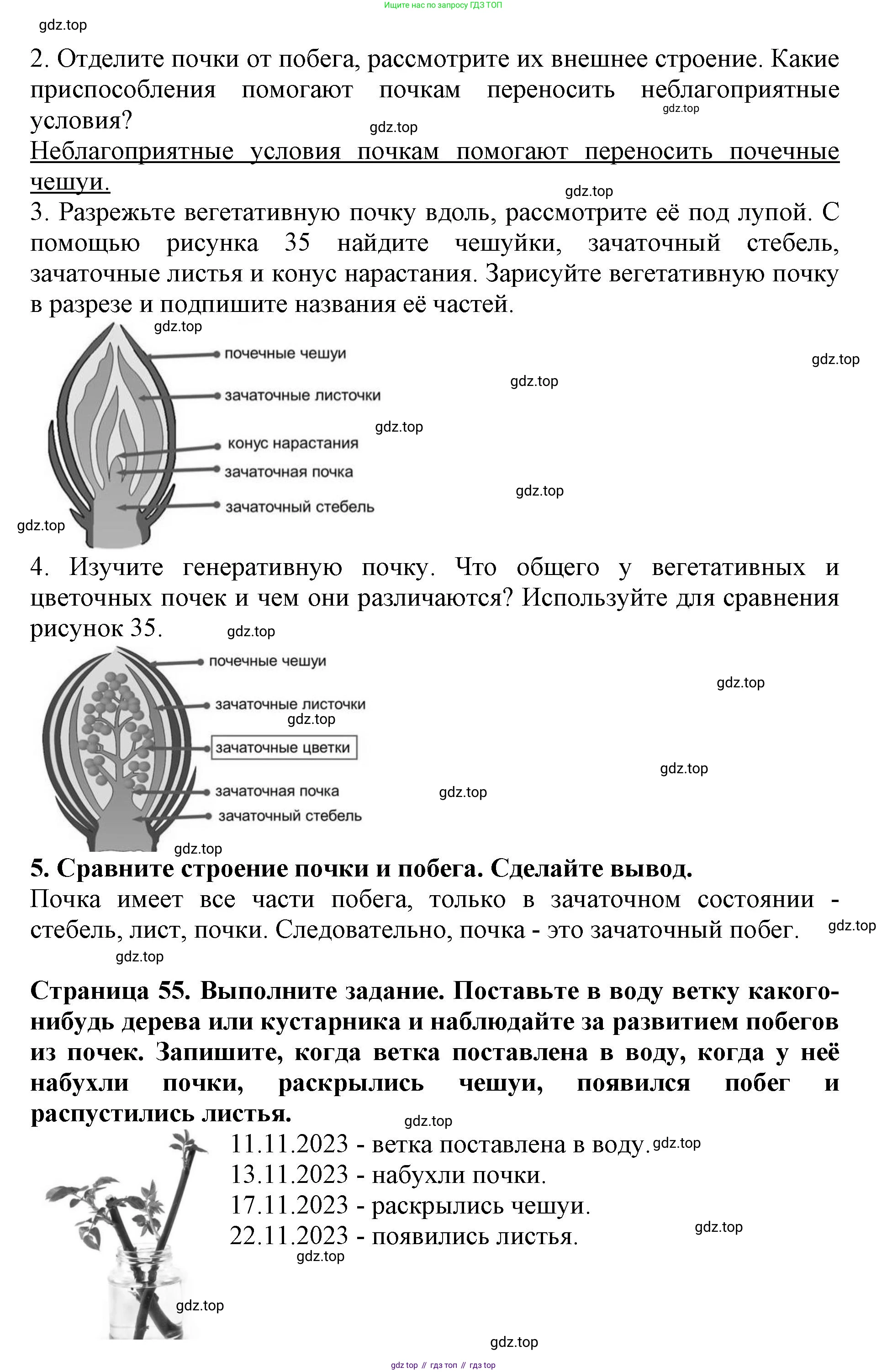 ГДЗ Биология, 6 класс Учебник, авторы: Пасечник Владимир Васильевич, Суматохин Сергей Витальевич, Гапонюк Зоя Георгиевна, Швецов Глеб Геннадьевич, издательство Просвещение, Москва, 2023, белого цвета, страница 55, Решение 1 (продолжение 2)