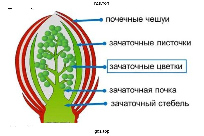 разрезанная вегетативная почка под лупой