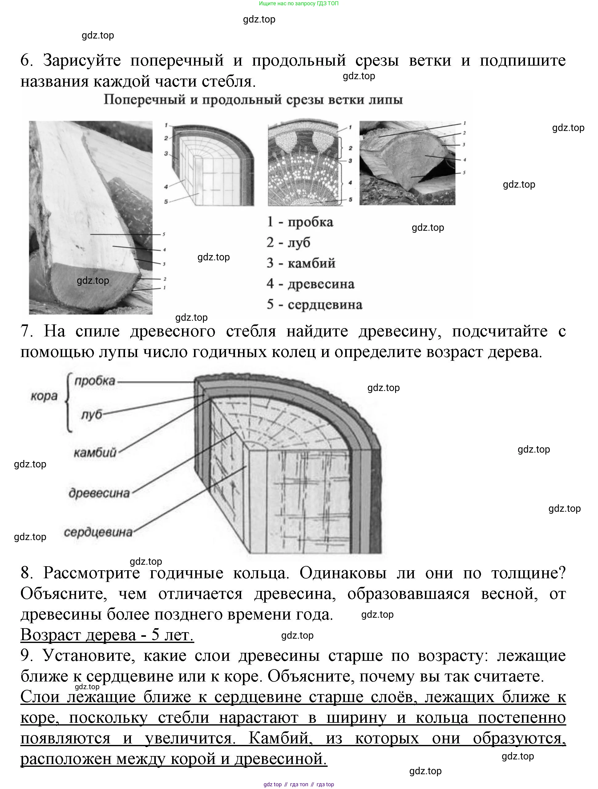 Биология, 6 класс Учебник, авторы: Пасечник Владимир Васильевич, Суматохин Сергей Витальевич, Гапонюк Зоя Георгиевна, Швецов Глеб Геннадьевич, издательство Просвещение, Москва, 2023, белого цвета, страница 60, Решение 1 (продолжение 2)