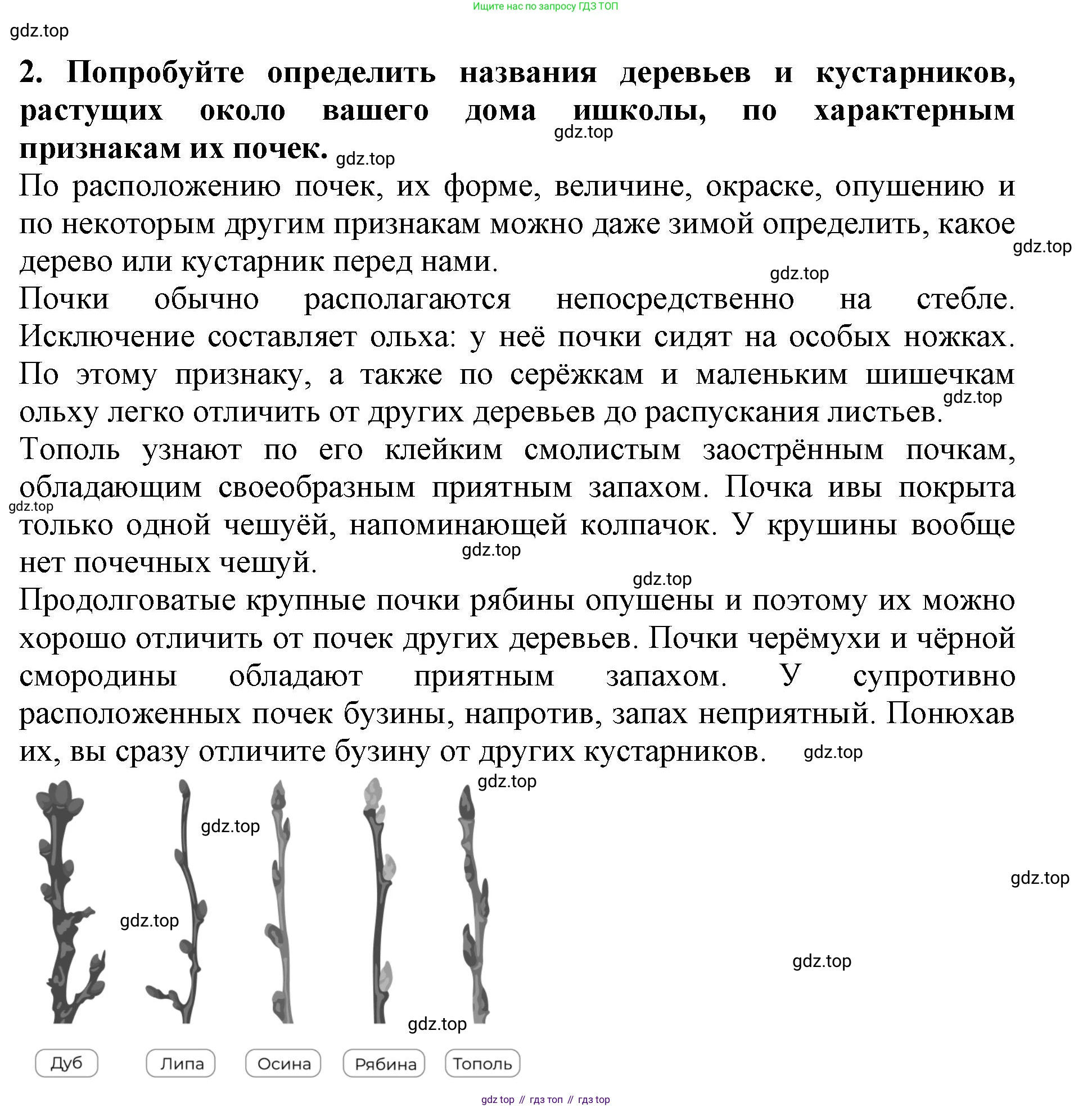 Биология, 6 класс Учебник, авторы: Пасечник Владимир Васильевич, Суматохин Сергей Витальевич, Гапонюк Зоя Георгиевна, Швецов Глеб Геннадьевич, издательство Просвещение, Москва, 2023, белого цвета, страница 60, Решение 1 (продолжение 4)
