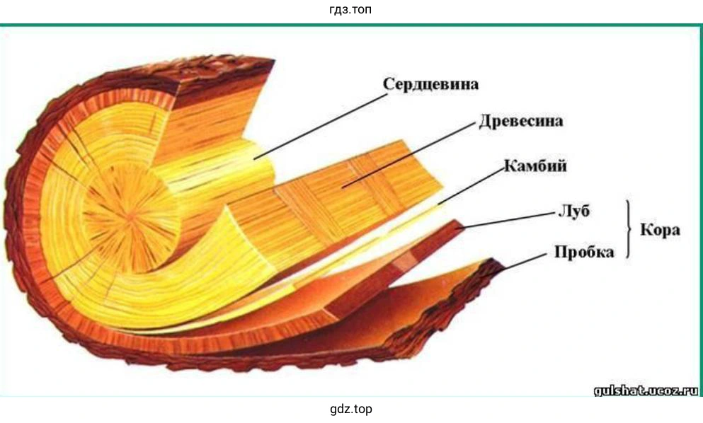 поперечный и продольный срезы ветки