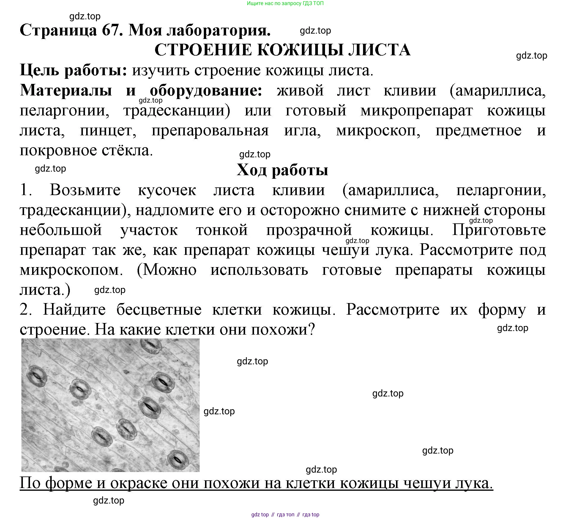 ГДЗ Биология, 6 класс Учебник, авторы: Пасечник Владимир Васильевич, Суматохин Сергей Витальевич, Гапонюк Зоя Георгиевна, Швецов Глеб Геннадьевич, издательство Просвещение, Москва, 2023, белого цвета, страница 67, Решение 1