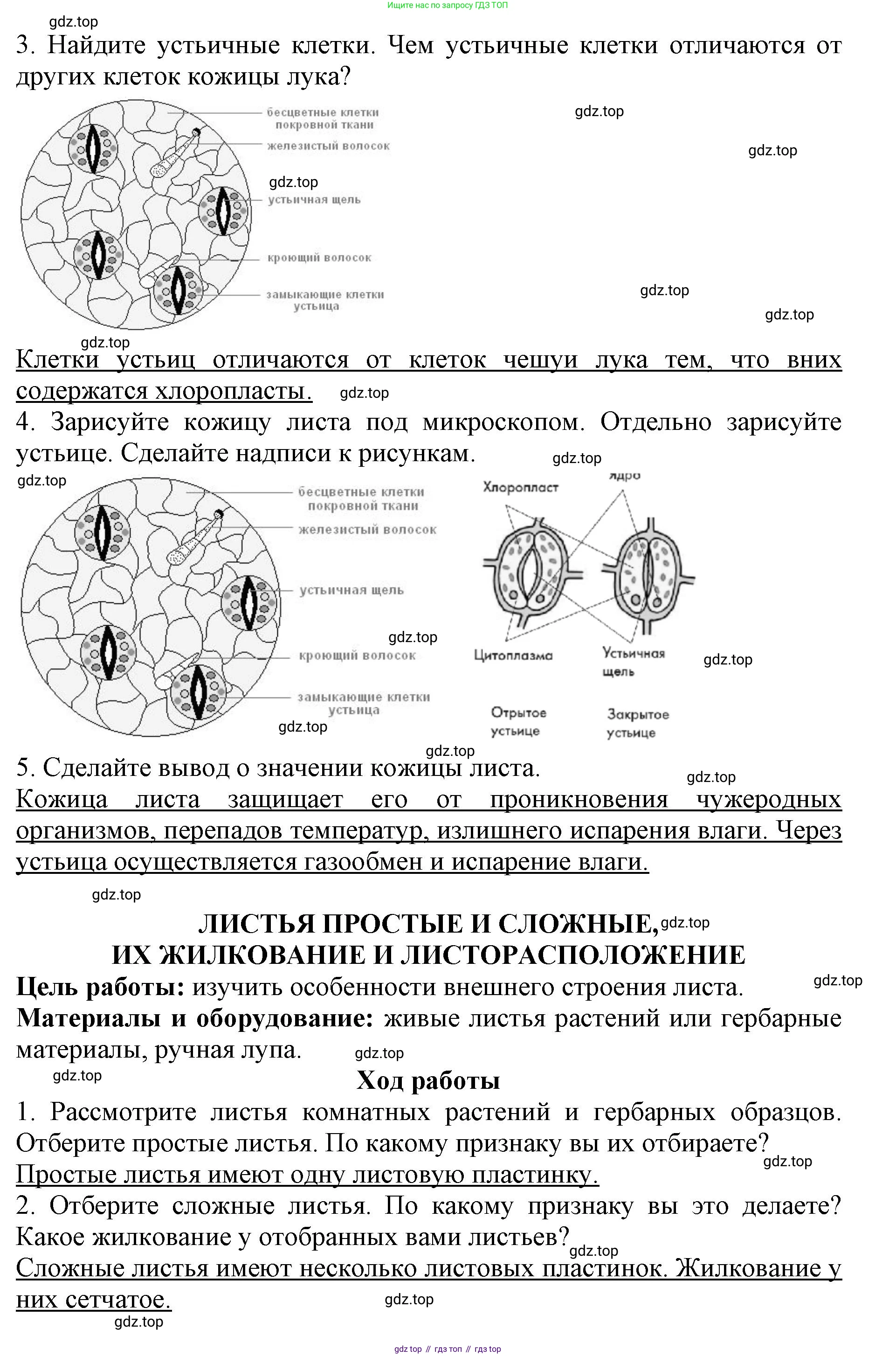 ГДЗ Биология, 6 класс Учебник, авторы: Пасечник Владимир Васильевич, Суматохин Сергей Витальевич, Гапонюк Зоя Георгиевна, Швецов Глеб Геннадьевич, издательство Просвещение, Москва, 2023, белого цвета, страница 67, Решение 1 (продолжение 2)