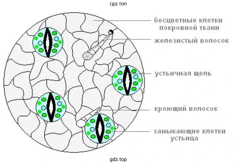 Отличие устьичных клеток от других клеток кожицы лука